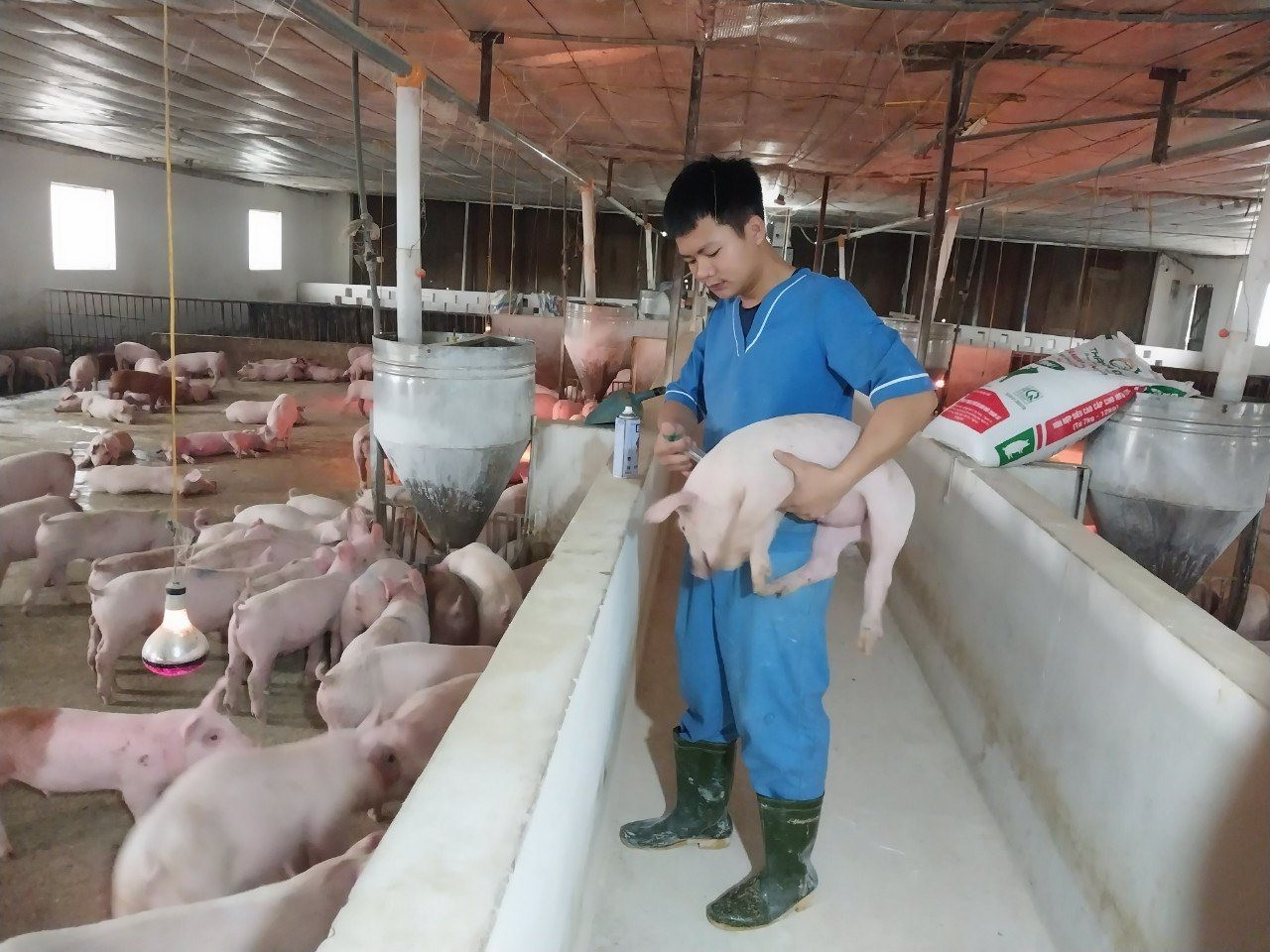 Chăn nuôi tập trung, tiêm phòng vắc-xin đầy đủ là biện pháp quan trọng hàng đầu trong phòng, chống dịch bệnh trên đàn lợn. Ảnh: Phú Hương