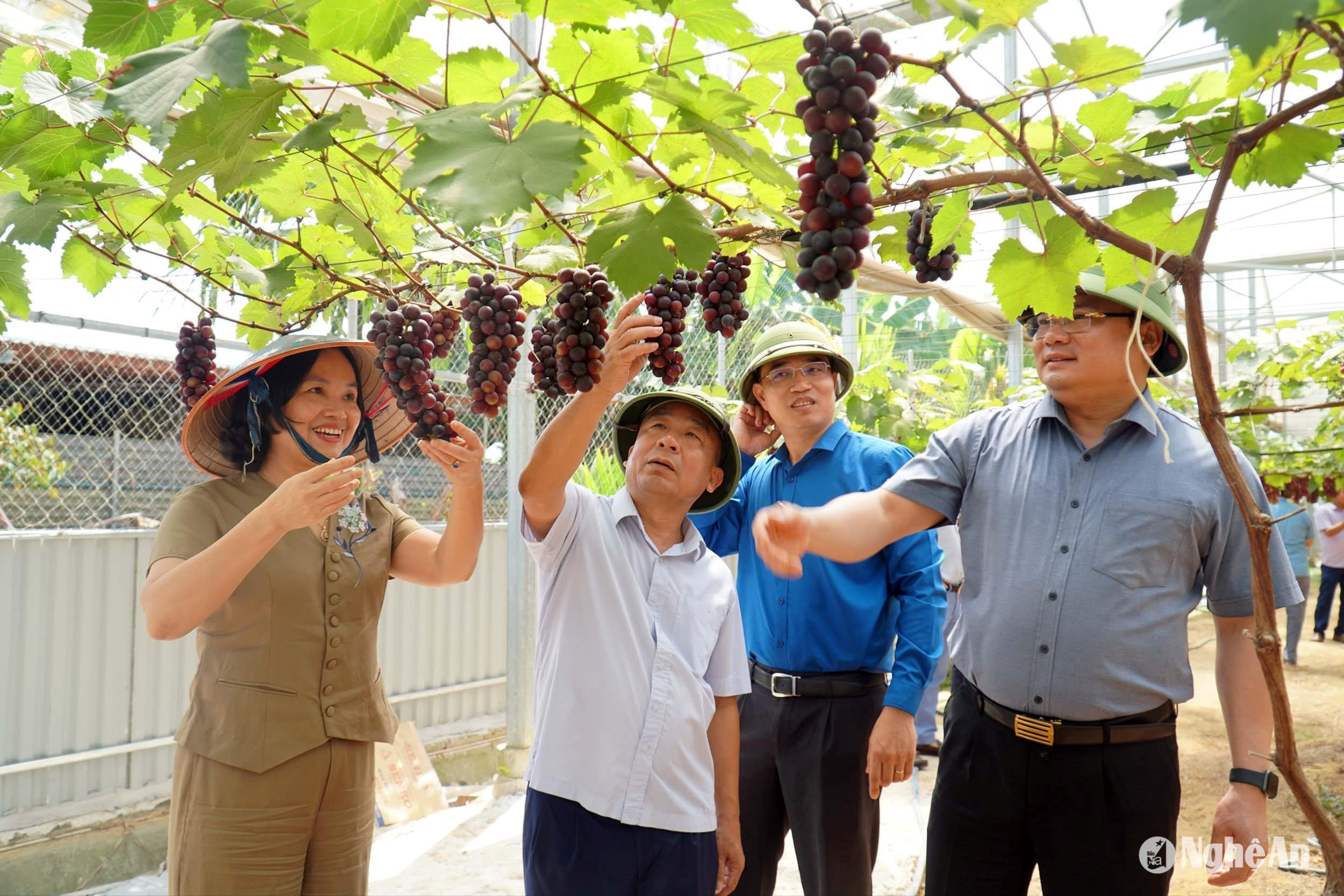 Đoàn công tác thăm mô hình trồng nho hàng hoá tại xã Văn Thành, Yên Thành. Ảnh: Phú Hương