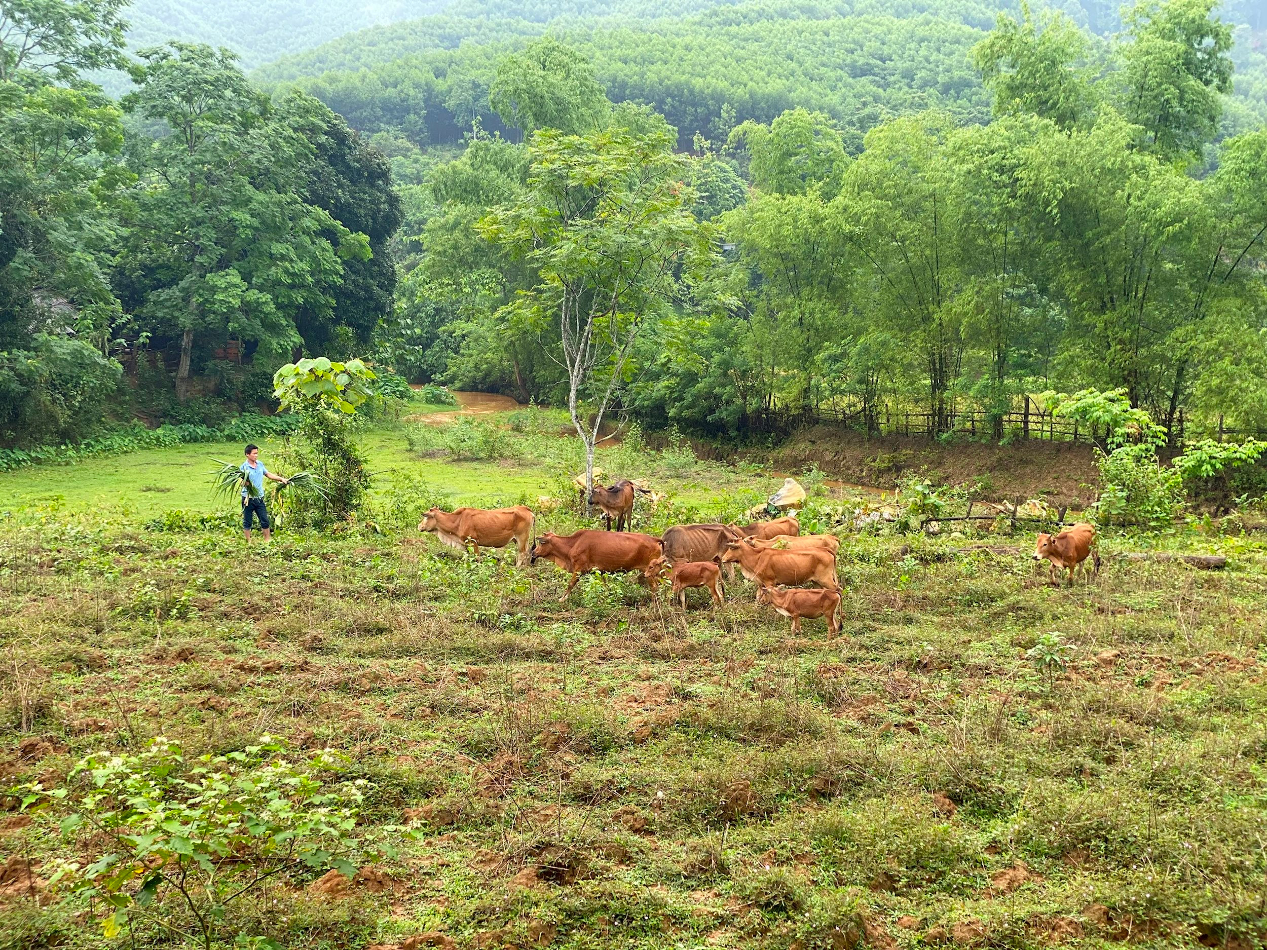 chăn nuôi bò ở Bắc Sơn, Quỳ Hơp