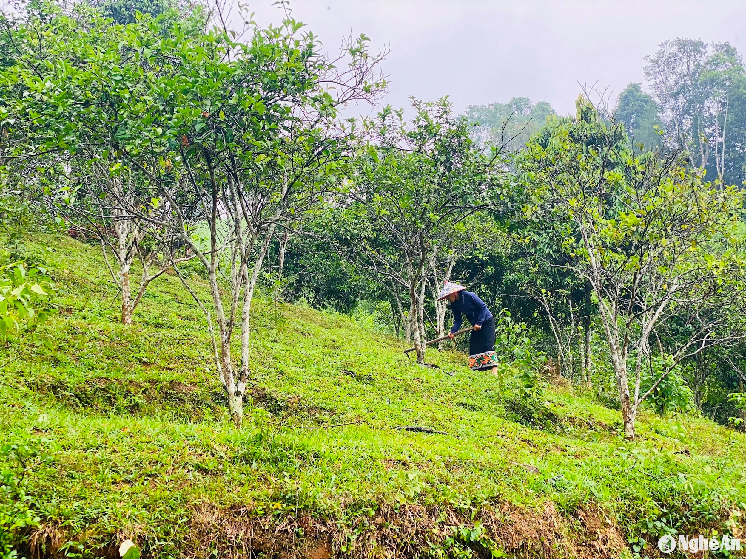 chị xúng chăm sóng vườn cây