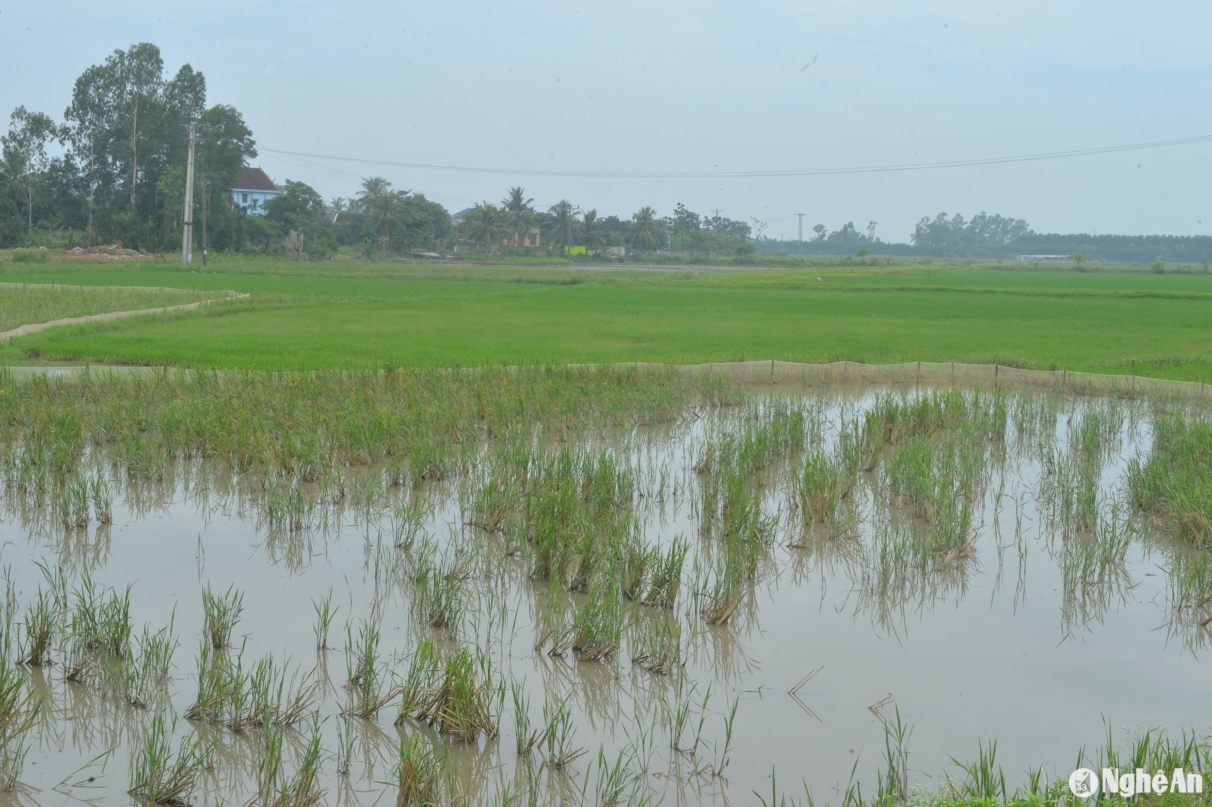 Một đám ruộng lúa chét thưa thớt ở huyện Diễn Châu còn nhiều vũng đất trống. Ảnh: Văn Trường
