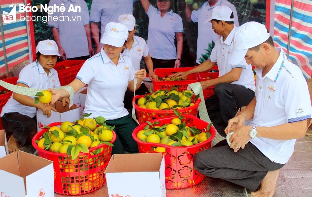 Thực hiện dán tem truy xuất nguồn gốc cho cam Vinh. Ảnh: Quang An