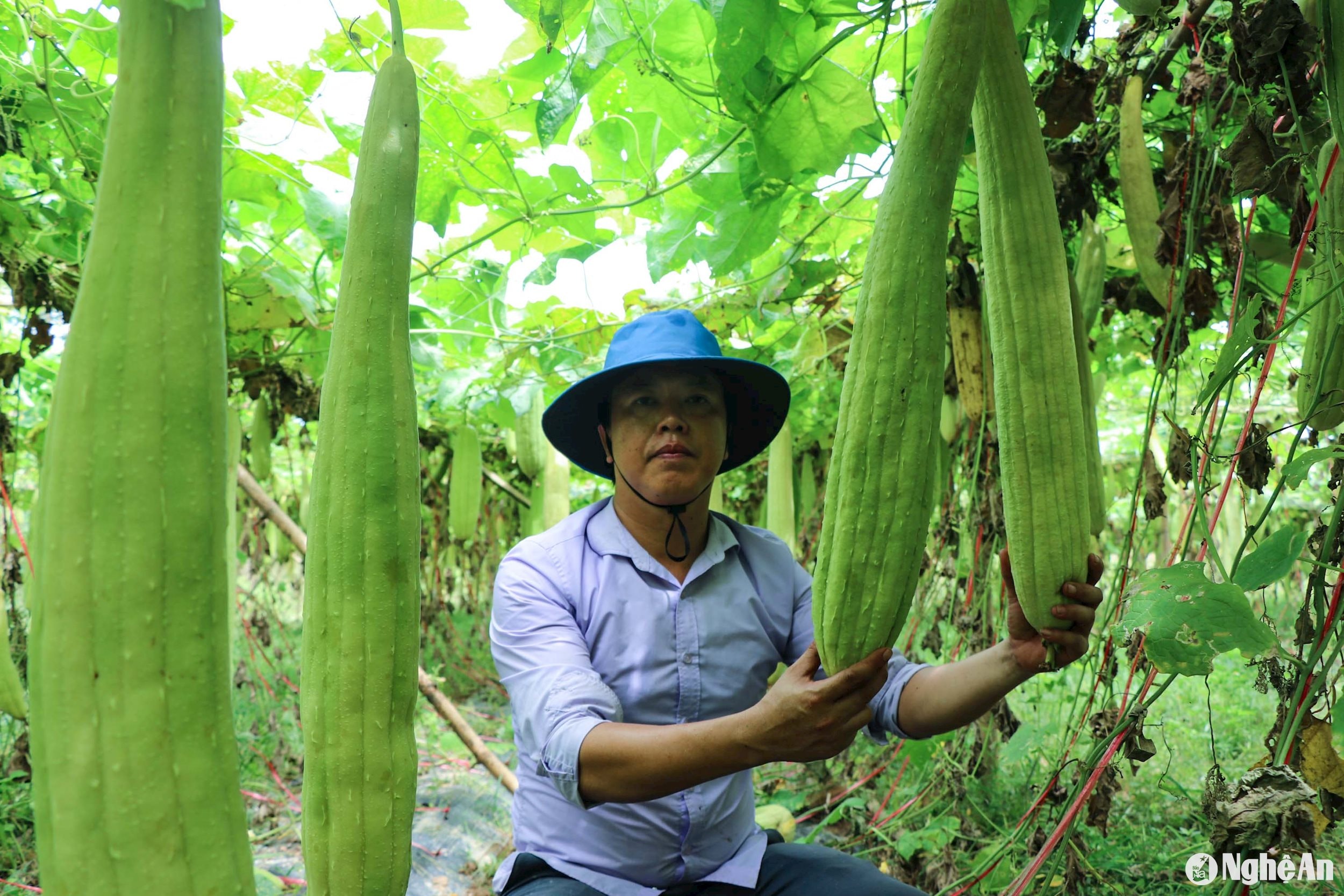 Hiện tại, trên địa bàn xã Thanh Tiên thí điểm trồng 4 giống mướp khác nhau, bước đầu cho thấy các giống mướp này phù hợp với điều kiện khí hậu, thổ nhưỡng, cho quả nhiều và to. Ảnh: Thanh Phúc