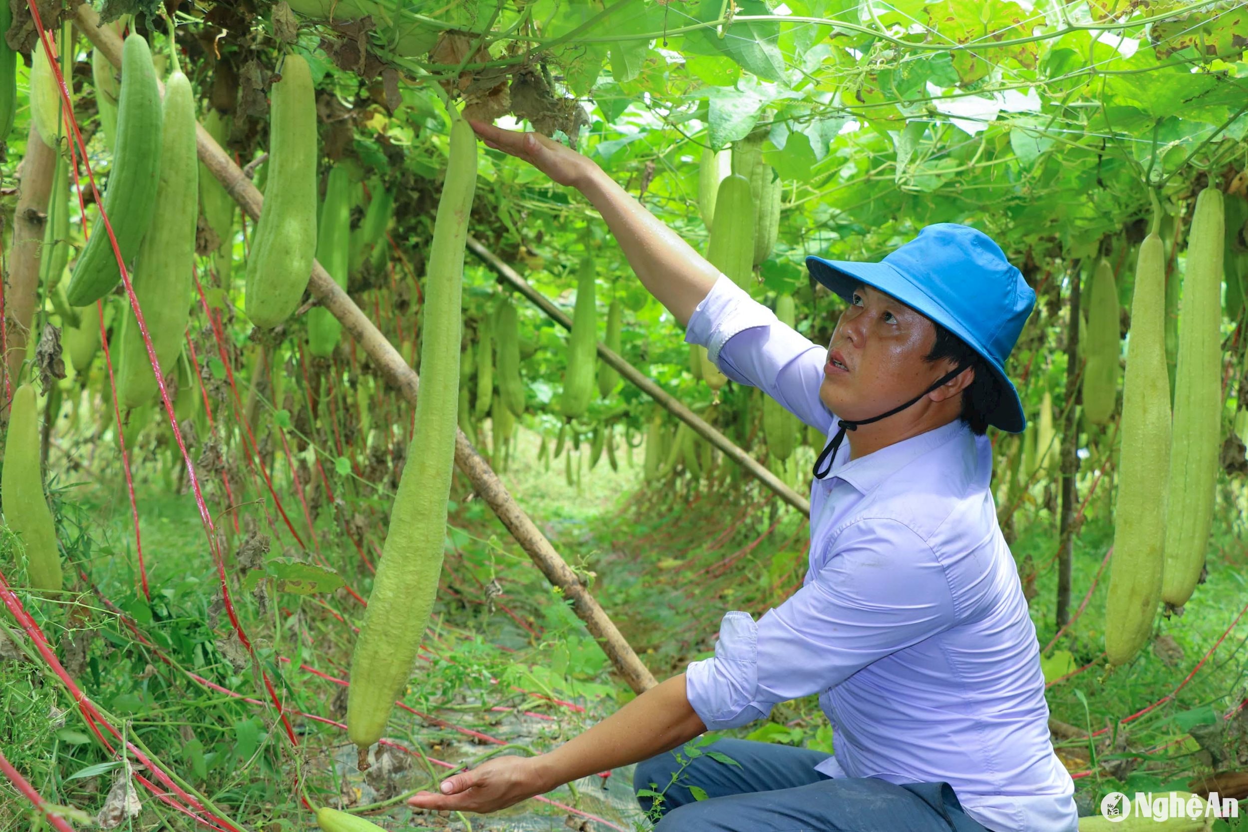 Thời tiết thuận lợi, cộng với tuân thủ nghiêm ngặt về quy trình, kỹ thuật chăm sóc, quả mướp to đồng đều, có những quả đạt độ dài 80-90cm. Ảnh: Thanh Phúc