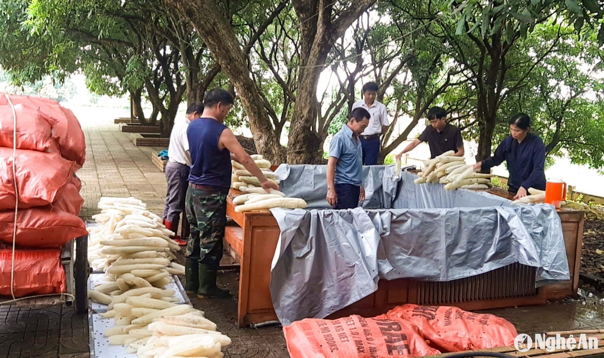 Mướp sau khi thu hoạch được đập cho vỡ lớp vỏ bên ngoài, sau đó ngâm vào nước để vỏ tự tách ra. Tiếp đó, người dân rũ xơ mướp cho hạt rời khỏi quả, tiếp tục ngâm một lần trong nước sạch khác để xơ mướp sạch, trắng. Ảnh: Thanh Phúc