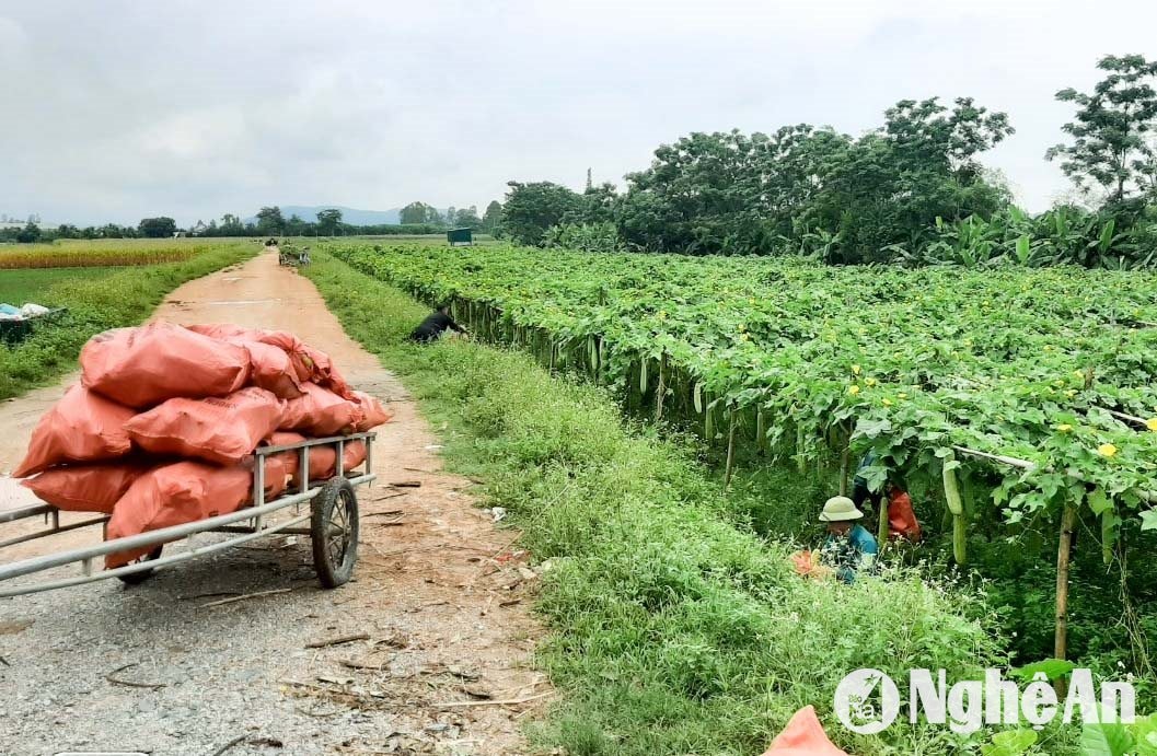 Cây mướp được trồng vào tháng 1 và tháng 2 hàng năm. Sau 2 tháng thì có thể cho thu hoạch quả non. “Phải tỉa bớt quả non để cây tập trung nuôi quả lấy xơ to, dài. Với đặc tính ngọt, giòn, mướp non được thị trường ưa chuộng và đưa lại cho người trồng khoản thu nhập tăng thêm 4-5 triệu đồng/sào”, bà một hộ dân trồng mướp lấy xơ ở xã Thanh Tiên cho biết. Ảnh: Thanh Phúc