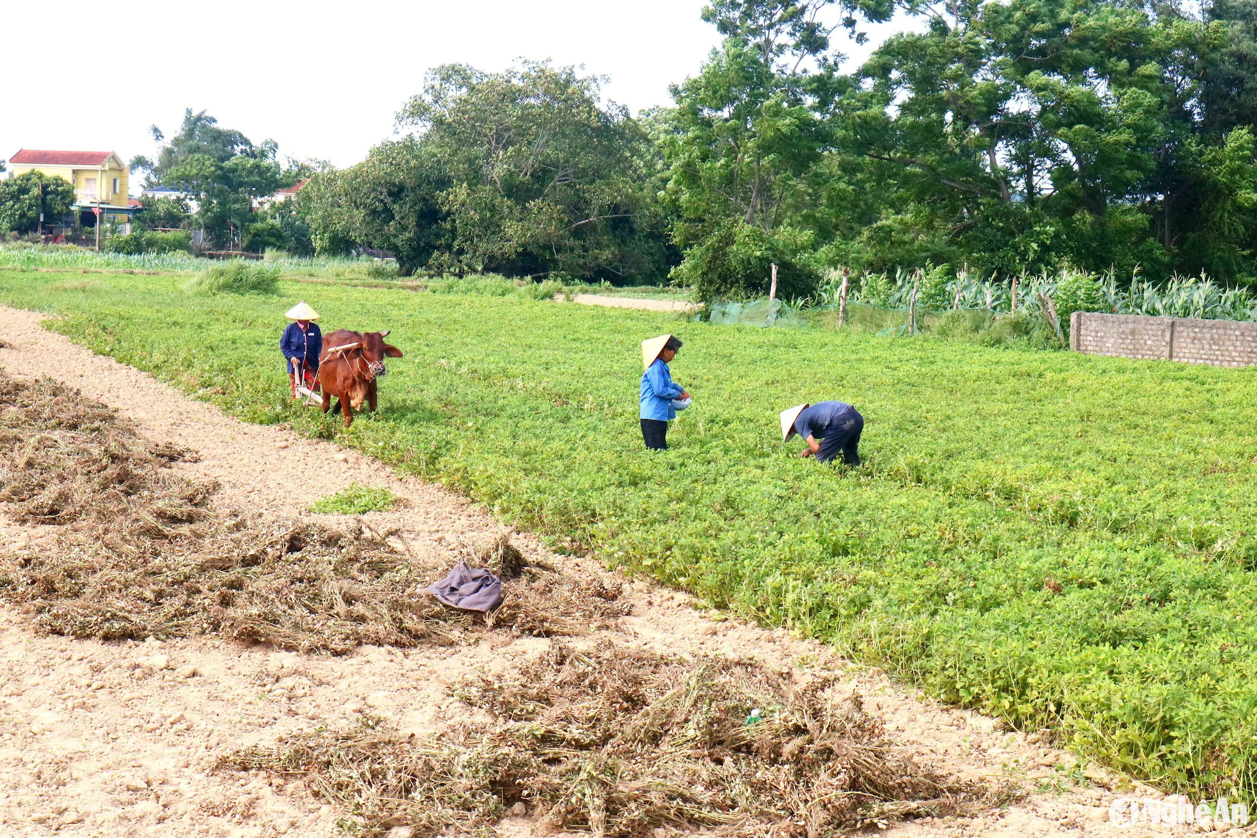 Những ngày này, bà con các xã vùng hạ lưu sông Lam thuộc huyện Hưng Nguyên đang thu hoạch lạc. Người dân địa phương chủ yếu dùng trâu bò cày vỡ đất và dùng sức người rũ lấy cây lạc. Để tránh thời tiết nắng nóng, nhiều hộ dân đi làm khá sớm từ 2 - 3h sáng. Một số hộ buổi chiều tranh thủ cày lạc, buổi đêm chong đèn đi rũ lạc. Ảnh: Huy Thư