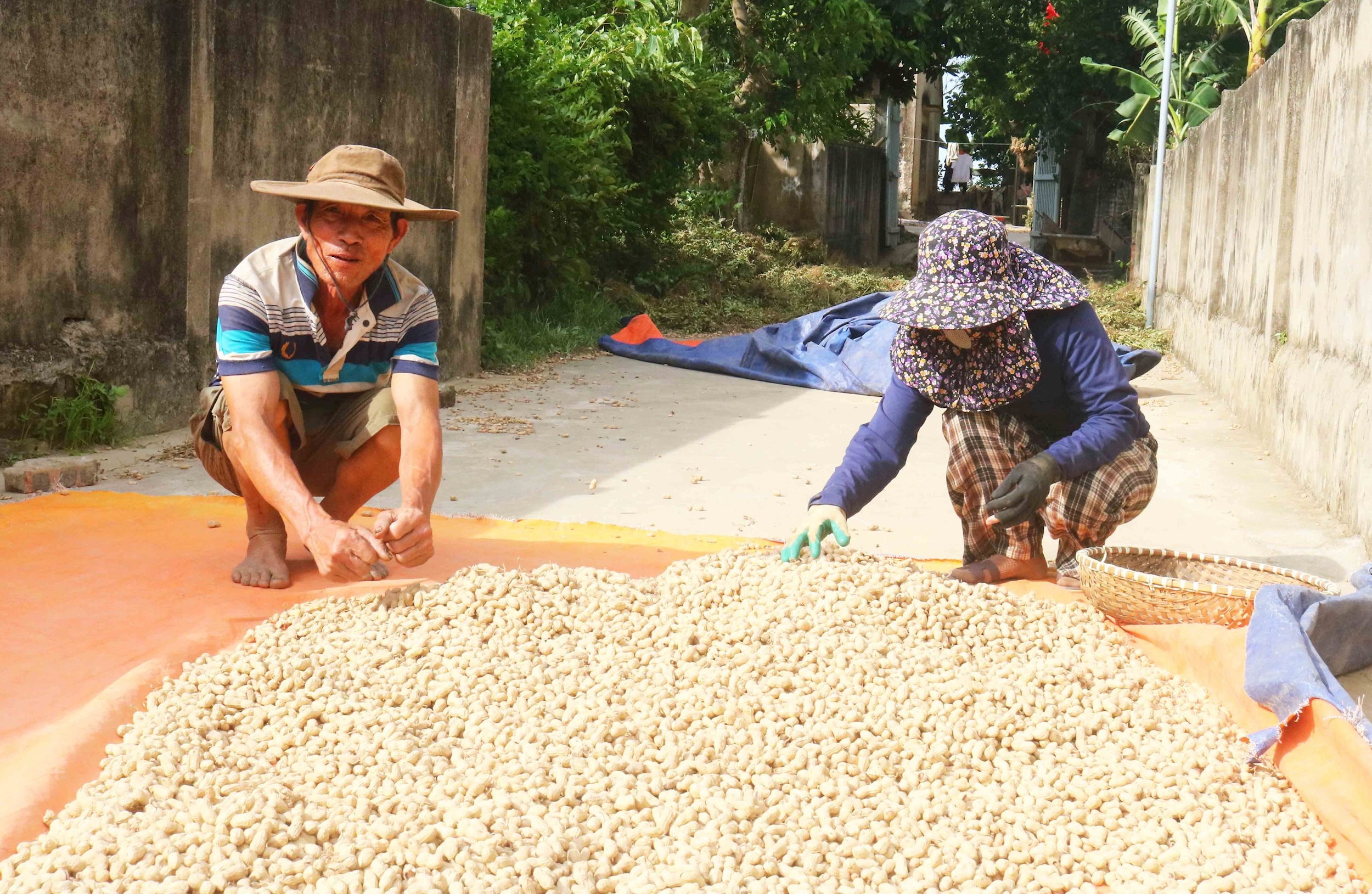 Giá lạc khô đang được thu mua ở địa phương giao động trên dưới 40 000 đồng/kg. Người dân đang tập trung thu hoạch, phơi khô, mong bán được giá. Ảnh: Huy Thư 