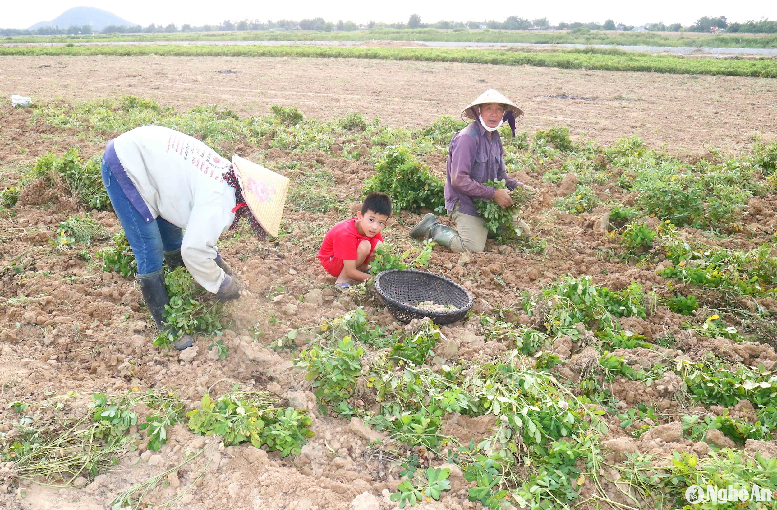 Theo bà con địa phương, đất trồng lạc ở đây đã được cải tạo cho dễ sản xuất bằng cách mua cát về đổ lên ruộng. Giống lạc mà người dân đang sử dụng, chủ yếu là giống do bà con tự cất lạc từ mùa trước, nhằm giảm chi phí mua lạc giống. Ảnh: Huy Thư