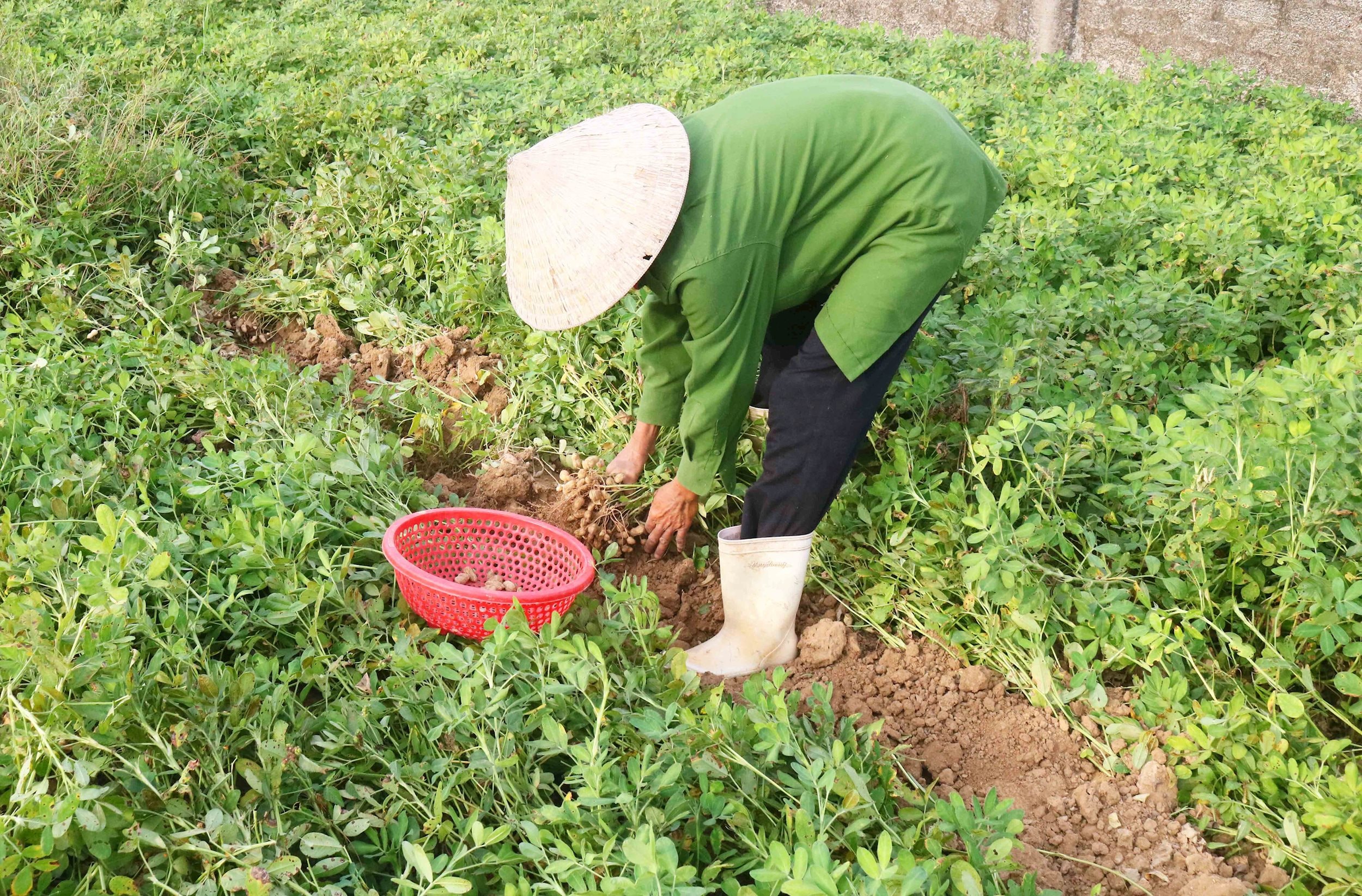 Do làm thủ công, dùng sức người là chính, nên thời gian thu hoạch lạc kéo dài. Bà con thường thu hoạch tuần tự theo từng thửa, từng luống với tinh thần làm đến đâu gọn đến đó. Ảnh: Huy Thư