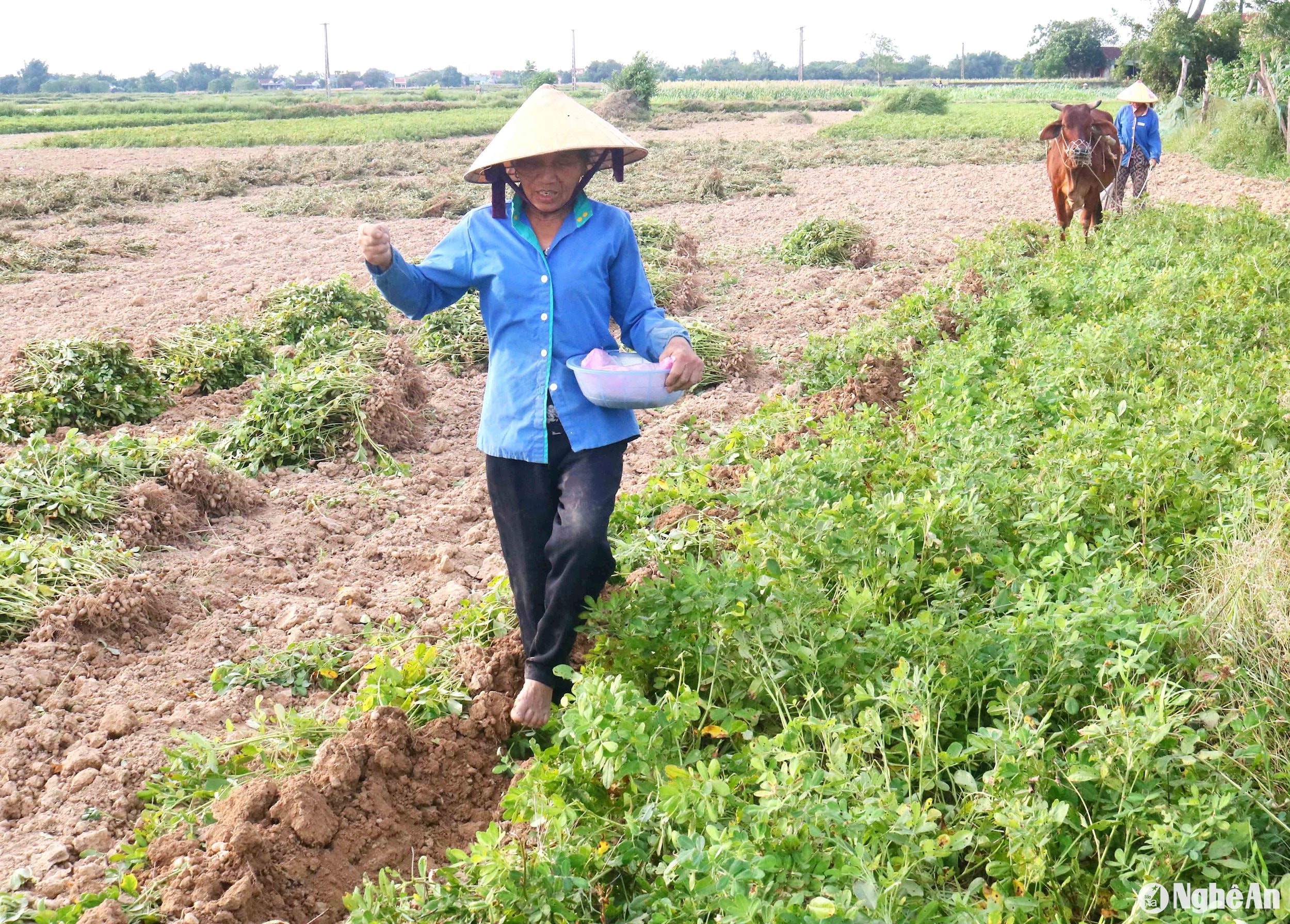 Sau khi thu hoạch lạc, bà con xã Châu Nhân thường trồng các loại đậu (đậu xanh, đậu đen) và vừng. Kinh nghiệm nhiều năm cho thấy, trước khi cày lạc, bà con thường ra giống đậu. Lúc nhặt hết lạc, chỉ cần dùng trâu bò bừa qua để làm phẳng và sạch mặt ruộng là xong. Ảnh: Huy Thư