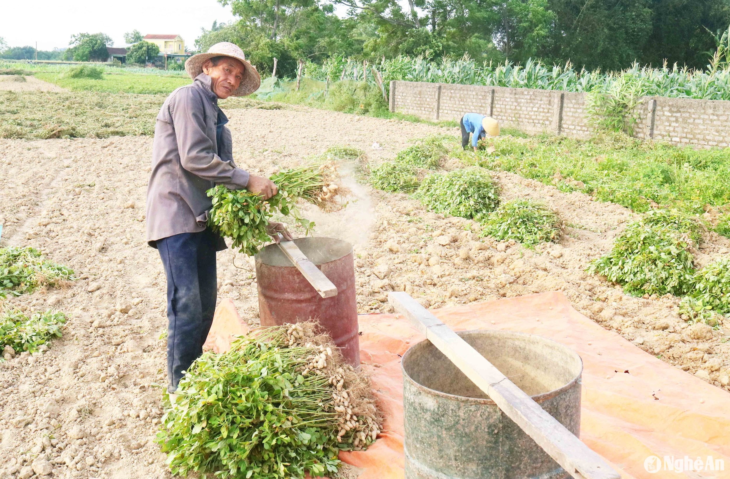 Để tách củ lạc từ bụi lạc, người dân địa phương thường đập gốc lạc lên thành xe bò lốp, lên hộp gỗ có gắn lưới phía sau, hay đập lên thanh gỗ kê trên miệng thùng phi. Khi đi thu hoạch lạc, bà con thường chở dụng cụ đập lạc ra đồng. Ảnh: Huy Thư