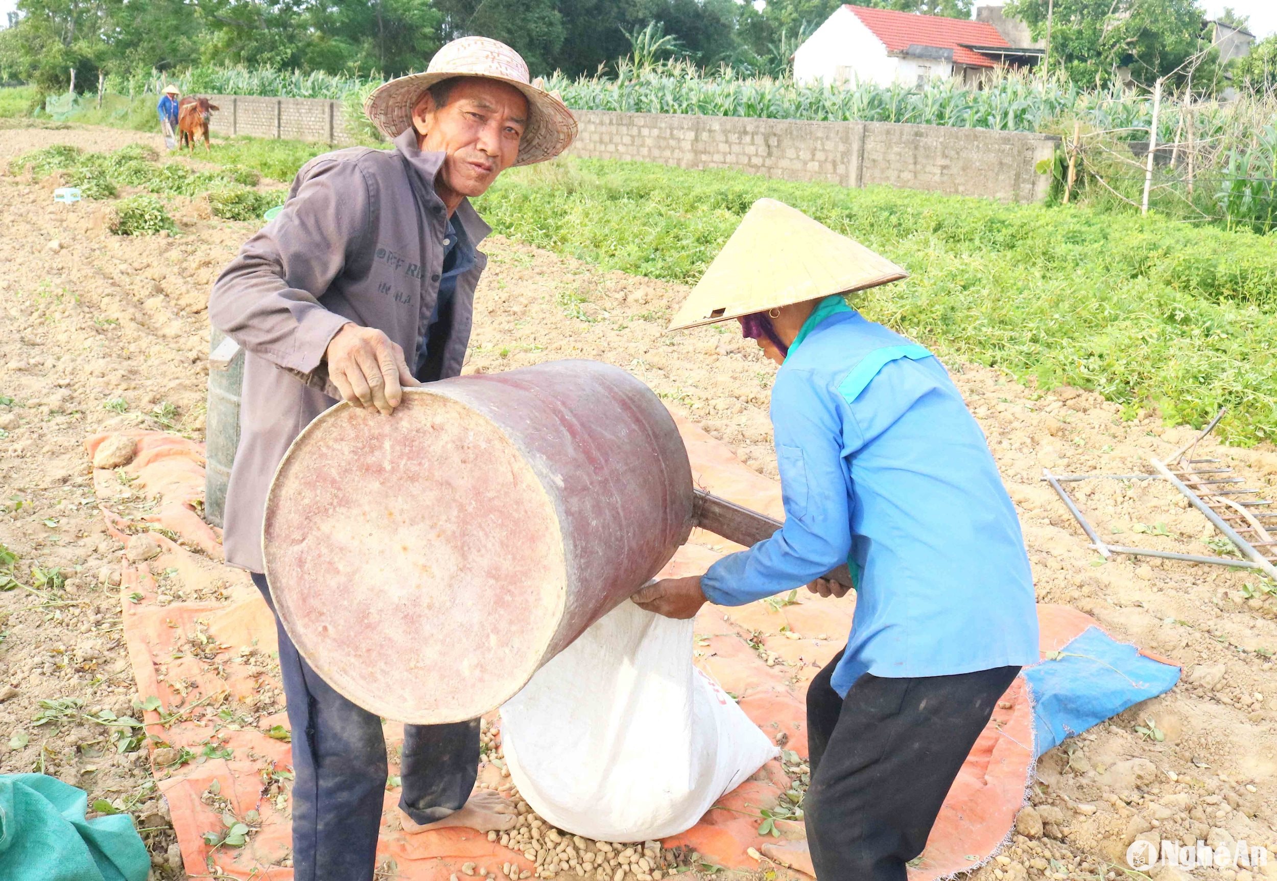 Người dân địa phương cho rằng, đập lạc lấy củ ở ngoài đồng khá nhanh gọn. Đập xong đóng lạc củ vào bì chở về nhà phơi. Ông Cao Xuân Toàn xóm Phú Xuân xã Châu Nhân cho hay: 