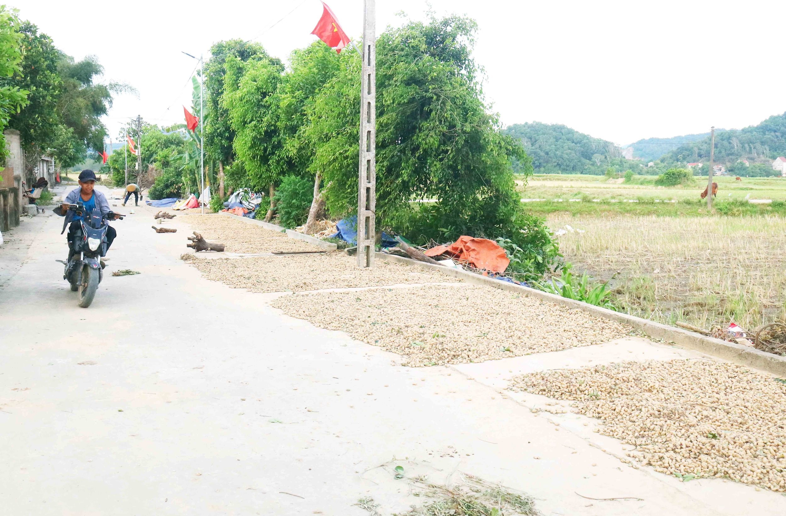 Mùa thu hoạch lạc, trên những tuyến đường làng ở Châu Nhân phơi đầy lạc củ. Theo bà con, trời nắng to, lạc tươi phải phơi 3 - 4 nắng mới khô. Ảnh: Huy Thư