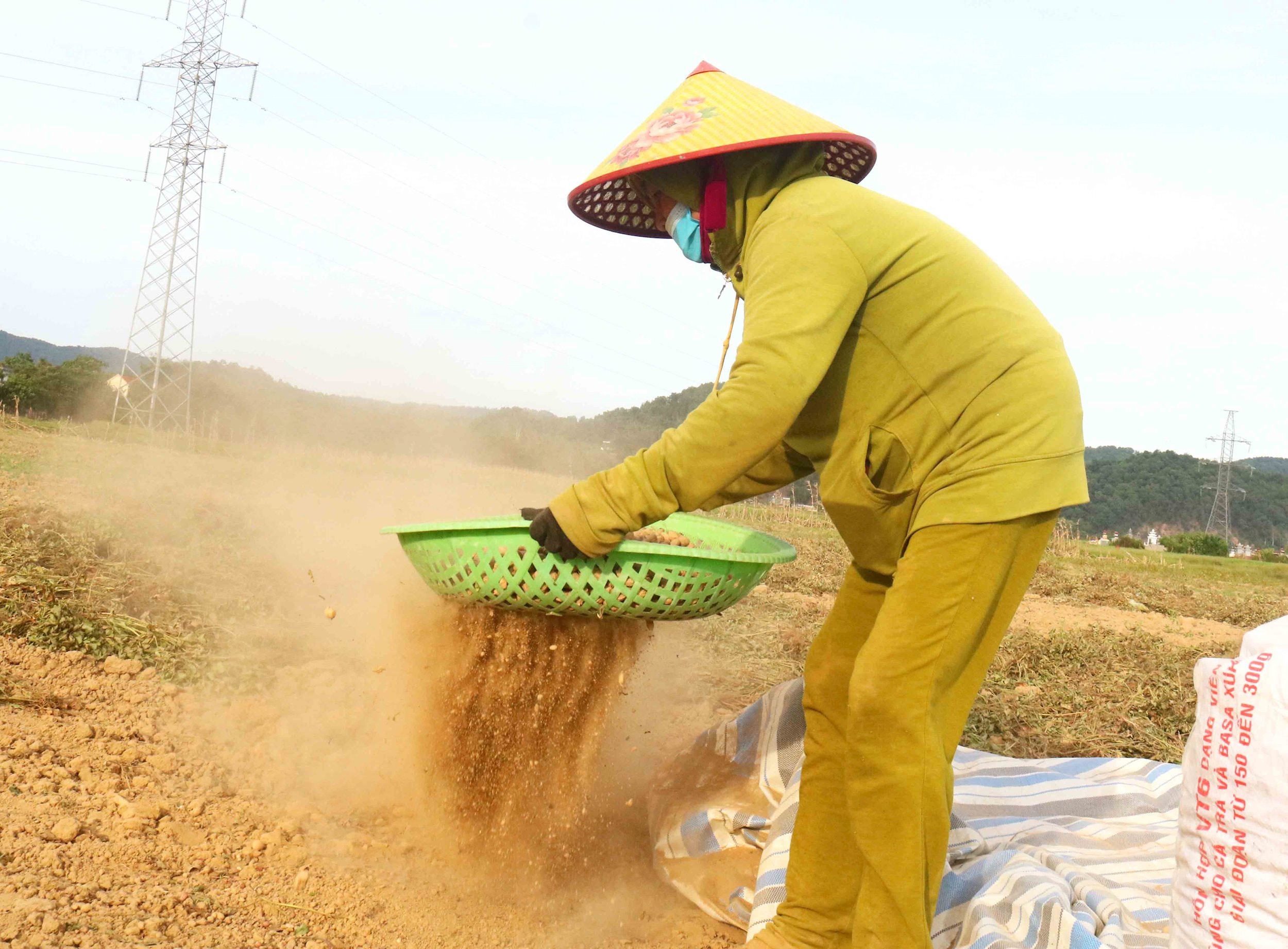 Một số hộ sau khi thu hoạch xong đã trải bạt trên ruộng để phơi lạc củ. Thường thì lạc qua 1 nắng ráo vỏ, người dân sẽ sàng đất để làm sạch lạc. Ảnh: Huy Thư