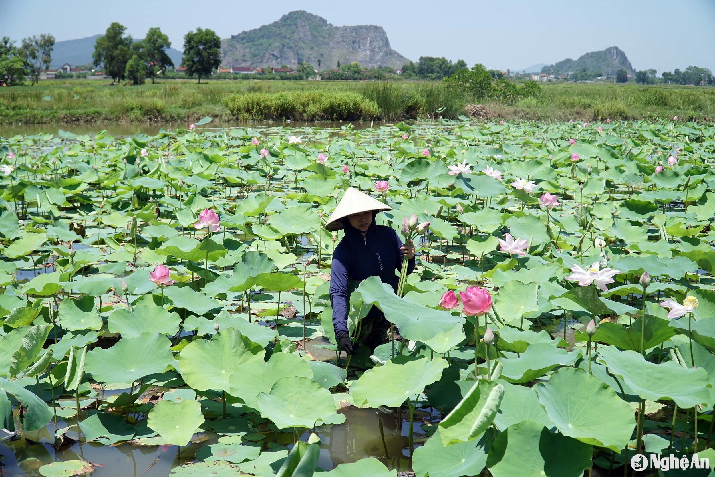  Mô hình chuyển đổi trồng sen trên đất lúa kém hiệu quả tại xã Minh Châu, huyện Diễn Châu. Ảnh- Phú Hương