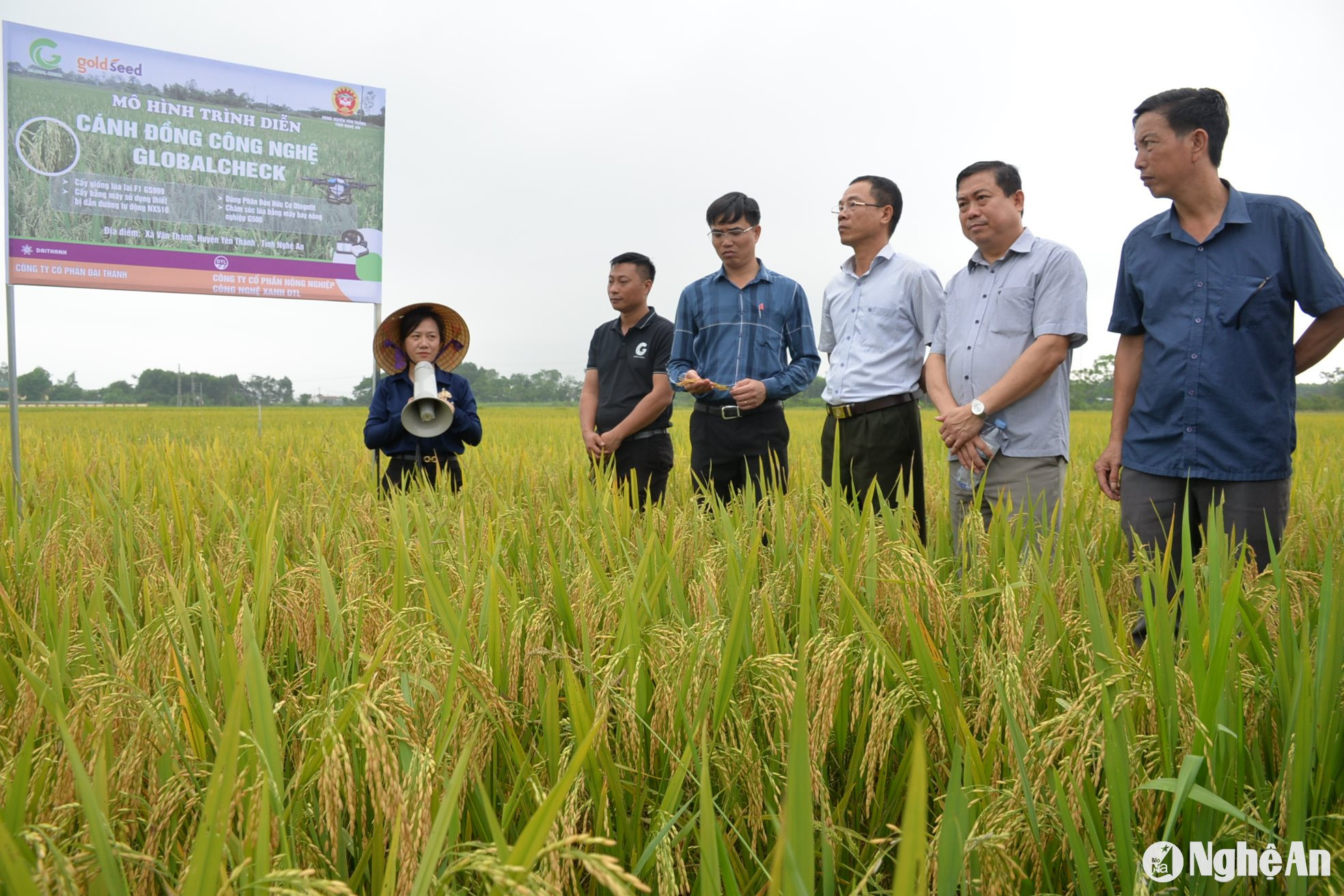 Đánh giá hiệu quả mô hình cánh đồng không dấu chân người ở xã Văn Thành, huyện Yên Thành. Ảnh Xuân Hoàng