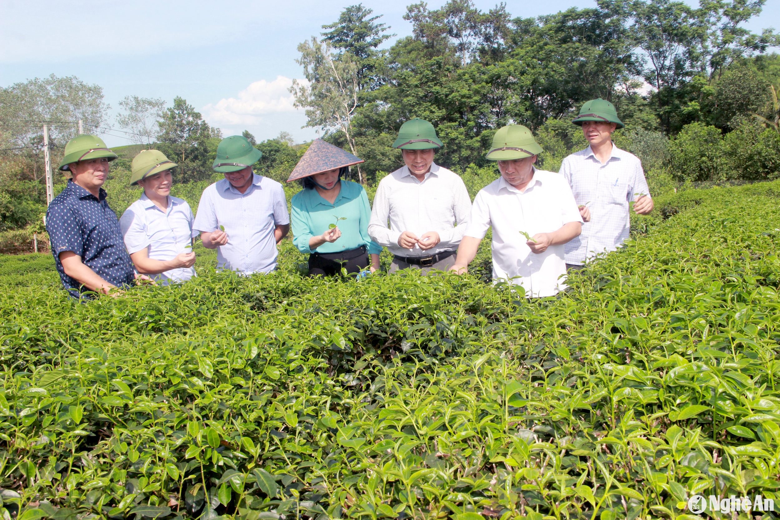 Đoàn công tác tham quan mô hình trồng chè hữu cơ tại xã Thanh Mai, huyện Thanh Chương. Ảnh: Quang An