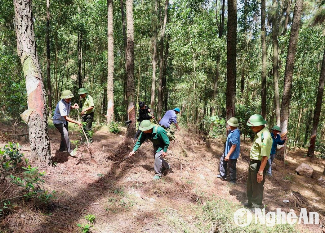 Lực lượng kiểm lâm huyện Diễn Châu kết hợp với chủ rừng thu dọn thực bì dưới tán rừng thông ở xã Diễn Phú. Ảnh: Văn Trường