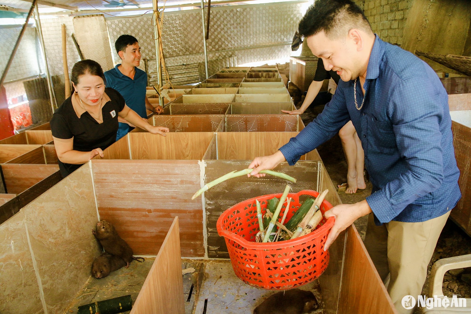 Được biết, trước đây anh Khuê nuôi trâu bò và dê, vốn đầu tư nhiều nhưng hiệu quả kinh tế lại không cao phần vì bị dịch bệnh, phần thì giá cả không ổn định lên xuống thất thường. Qua các phương tiện thông tin đại chúng