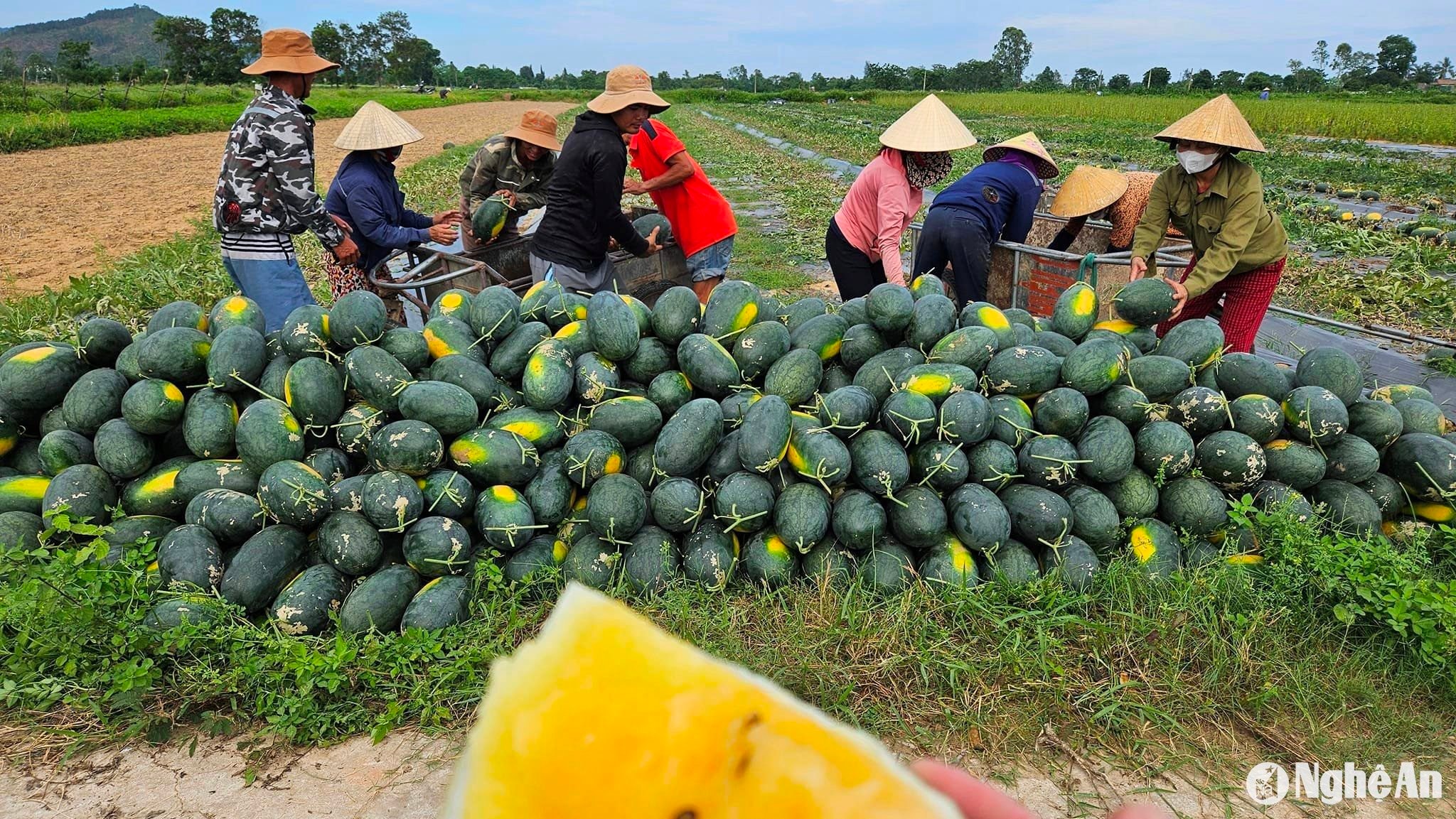 Nhiều đơn hàng được chốt ngay trên ruộng dưa. Ảnh: T.P