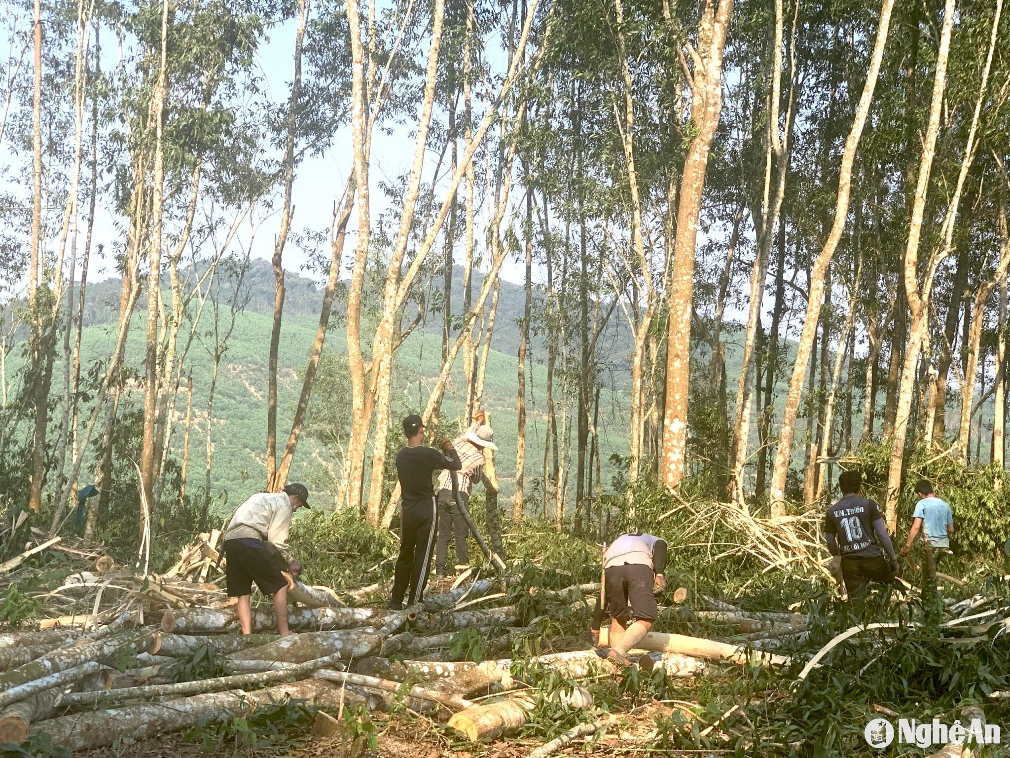 Người dân huyện Quỳ Châu khai thác, vận chuyển gỗ keo rất khó khăn do chưa có đường lâm nghiệp. Ảnh: Văn Trường