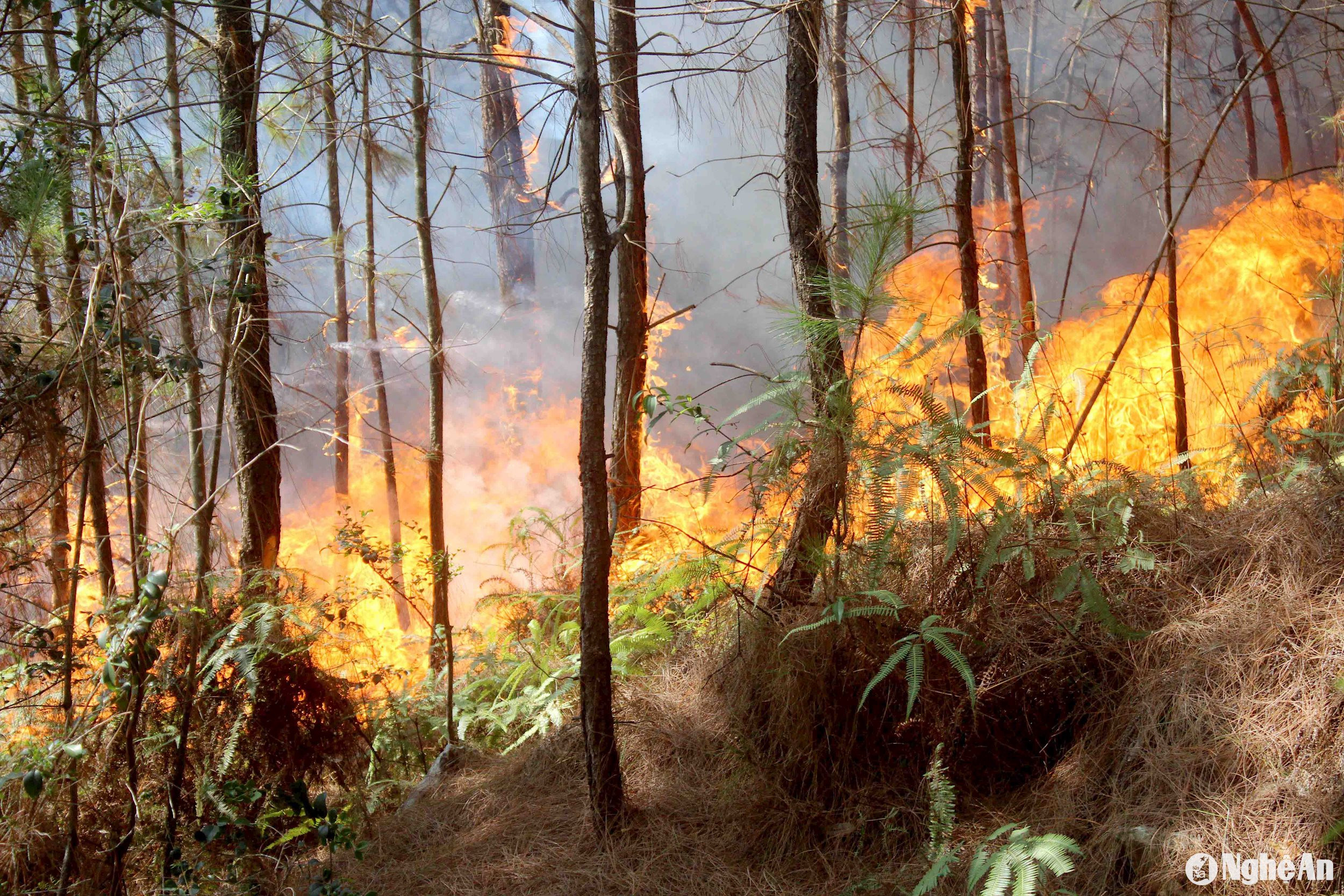 Nguy cơ cháy rừng trên địa bàn Nghệ An ở mức nguy hiểm trong ngày 1/7. Ảnh: Quang An