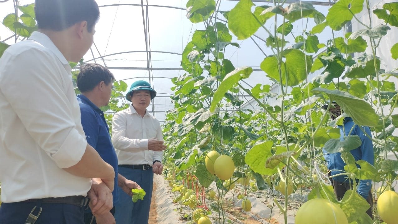 Lãnh đạo Hội nông dân tỉnh thăm mô hình trồng dua hoàng kim trong nha luoi o thi tran kim son, huyện QUế Phong3