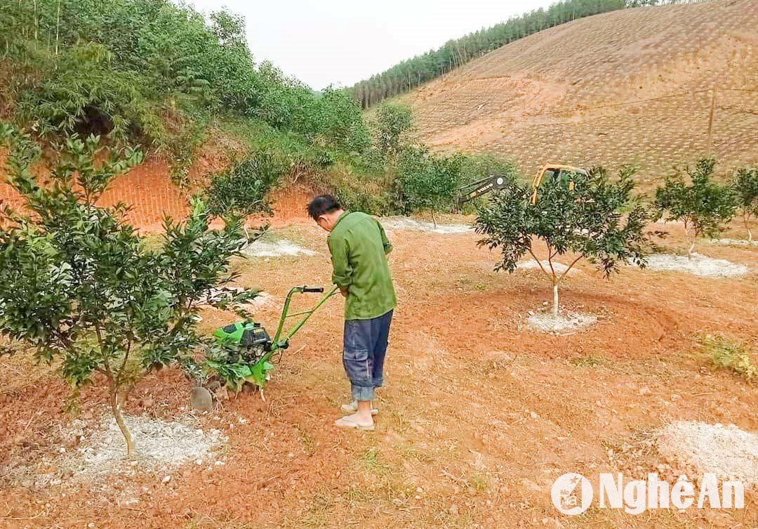 Xẻ rãnh để tiết kiệm nước tưới được người dân Khai Sơn (Anh Sơn) thực hiện trong việc chăm sóc cam bù sen giai đoạn nắng nóng. Ảnh: Thanh Phúc