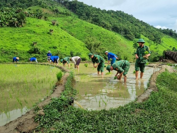 Ảnh 3: Tuổi trẻ Biên phòng tỉnh tiến hành cấy lúa giúp các hộ gia đình khó khăn trên địa bàn vùng sâu, vùng xa.