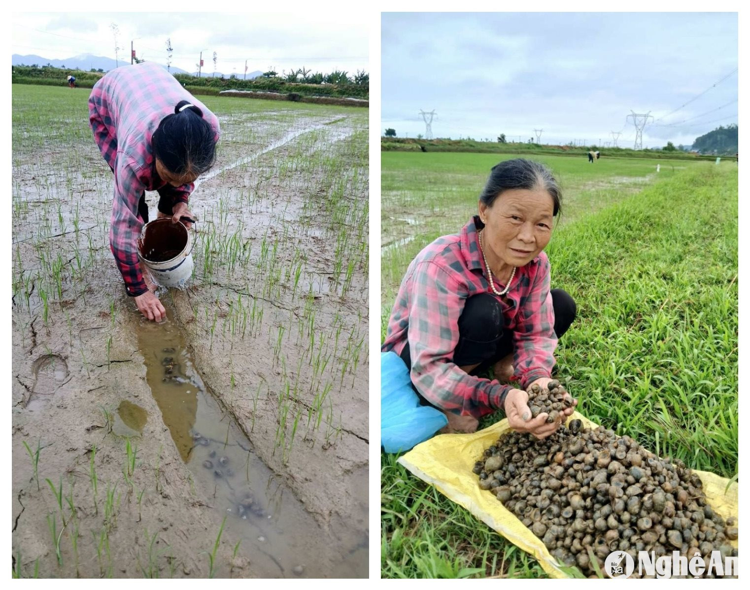 Do ốc bươu vàng nhiều nên có những ngày, 1 người bắt được cả tạ ốc. Ảnh: Thanh Phúc