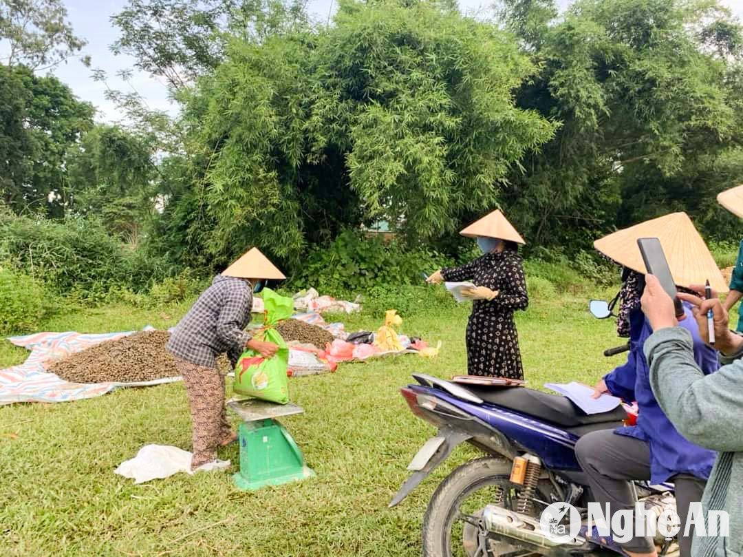 Nhiều địa phương, Hội Nông dân đứng ra phát động phong trào ra quân bắt ốc bươu vàng. Ảnh: Thanh Phúc