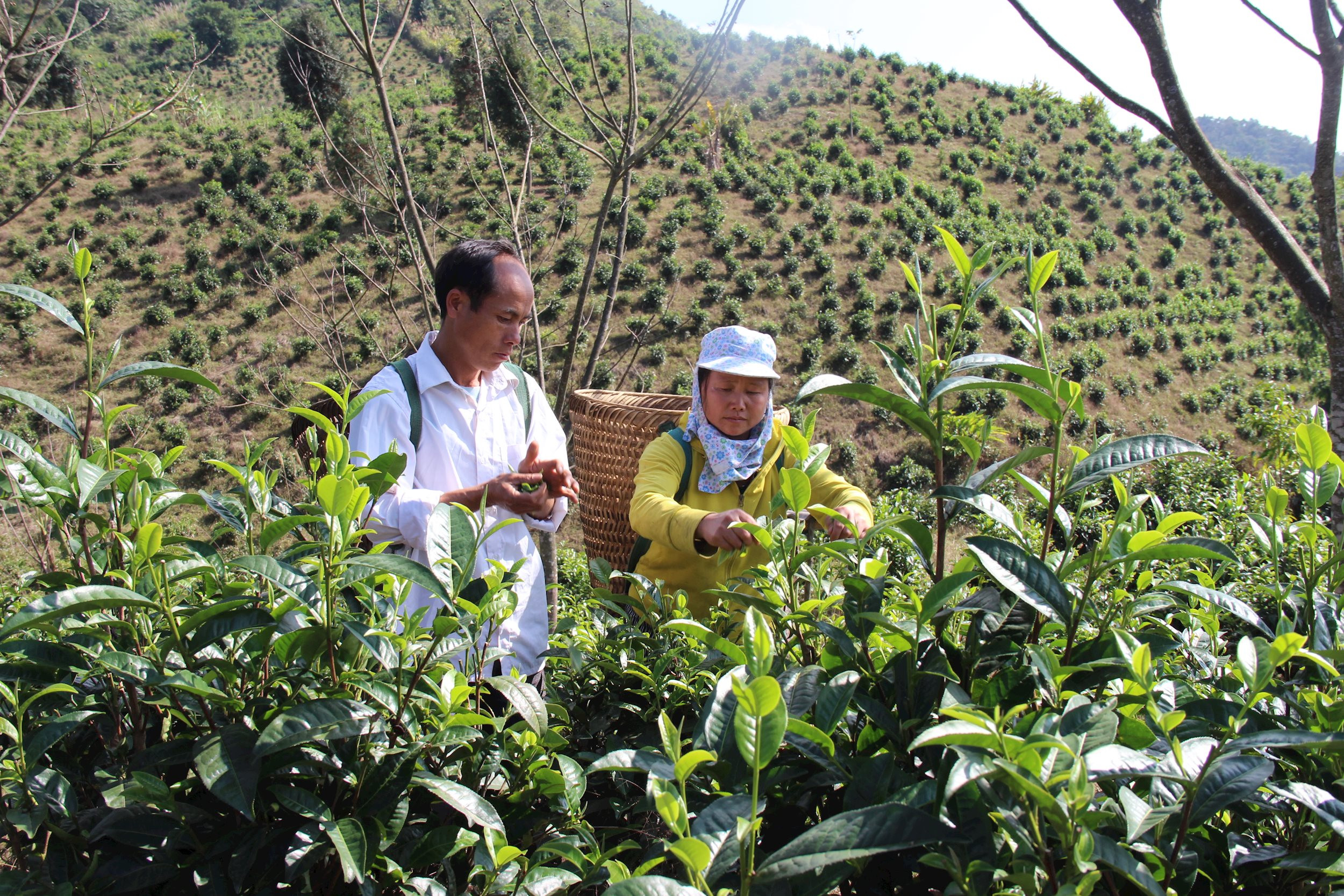 Xã Huồi Tụ có 470ha chè shan tuyết cung cấp nguyên liệu cho sản phẩm OCOP vừa mới được công nhận. Ảnh: Hoài Thu