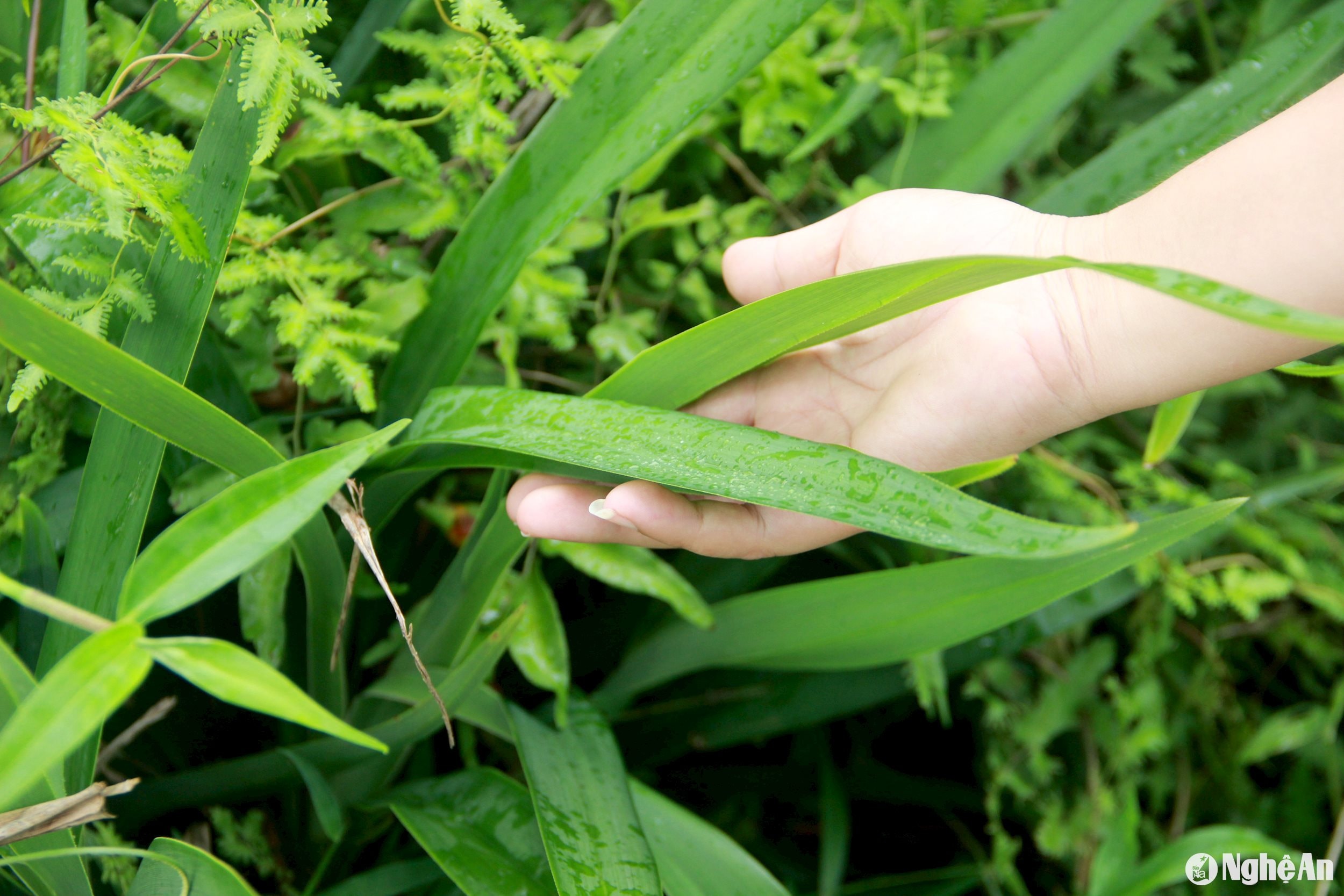 cây rễ hương