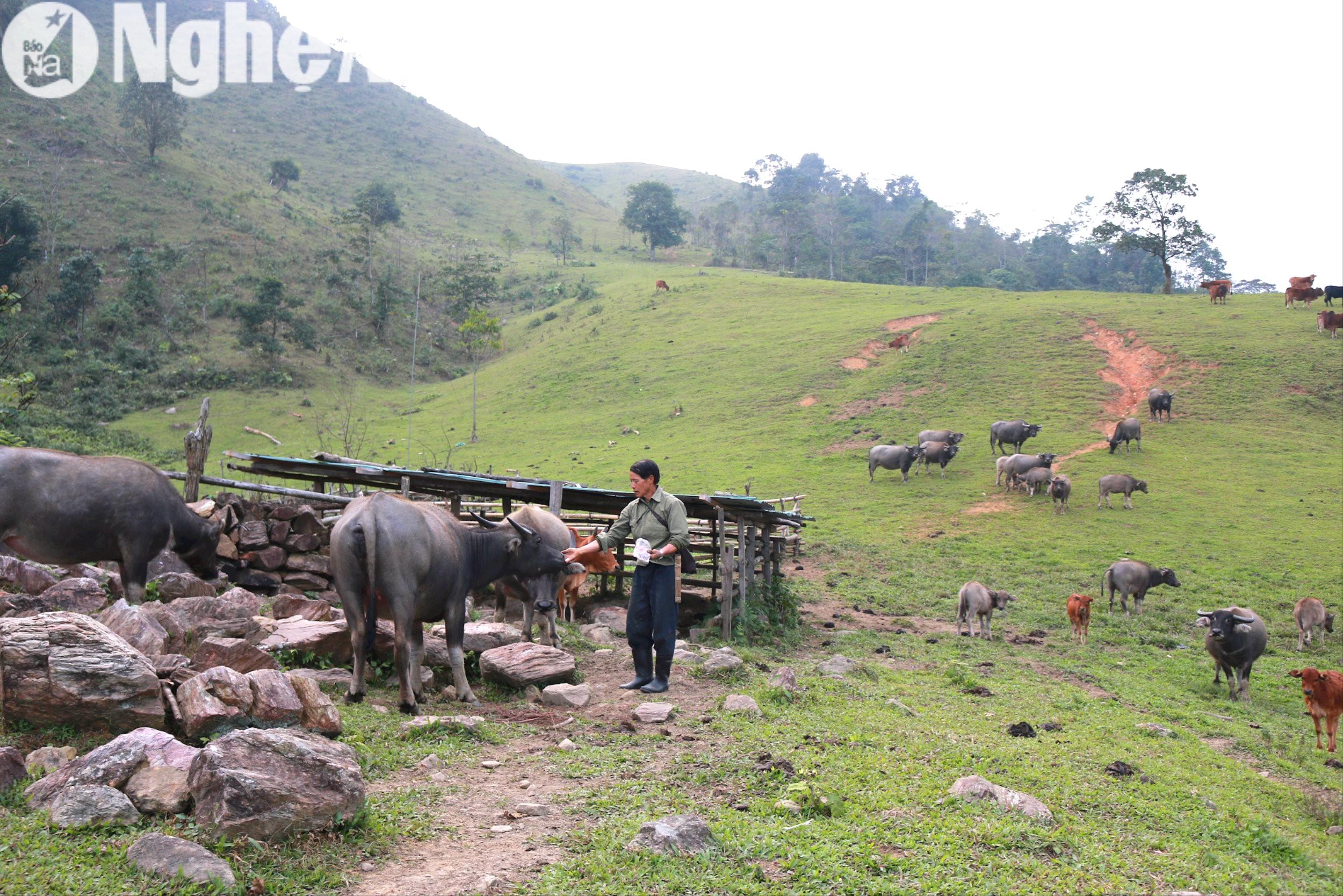 ong-ly-no-po-o-ban-pa-khom-xa-tri-le-mot-trong-nhung-ho-chan-nuoi-gioi-tren-dia-ban-huyen-que-phong.-anh-dang-cuong(1).jpg