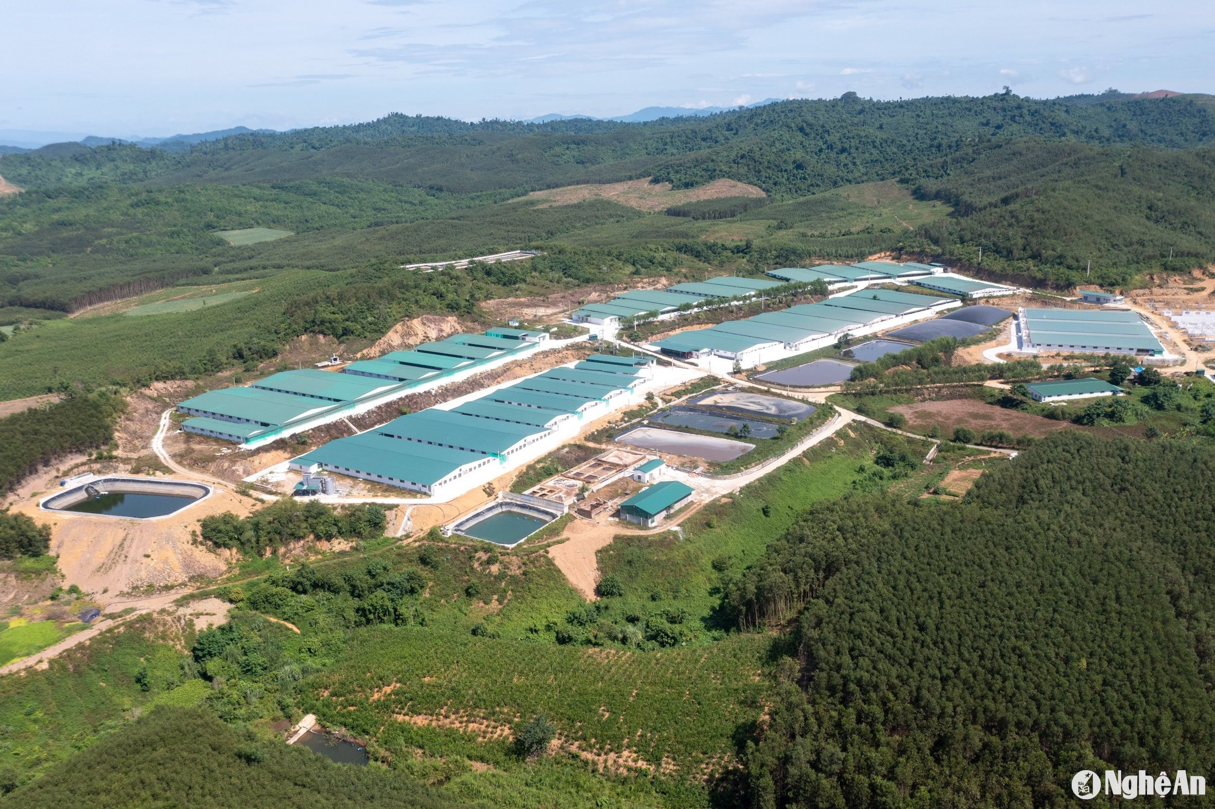 Trang trại chăn nuôi của Công ty CP chăn nuôi Tâm Việt đóng ngay vùng giáp ranh, nơi đầu nguồn khe Sào. Ảnh: Nguyễn Đạo 