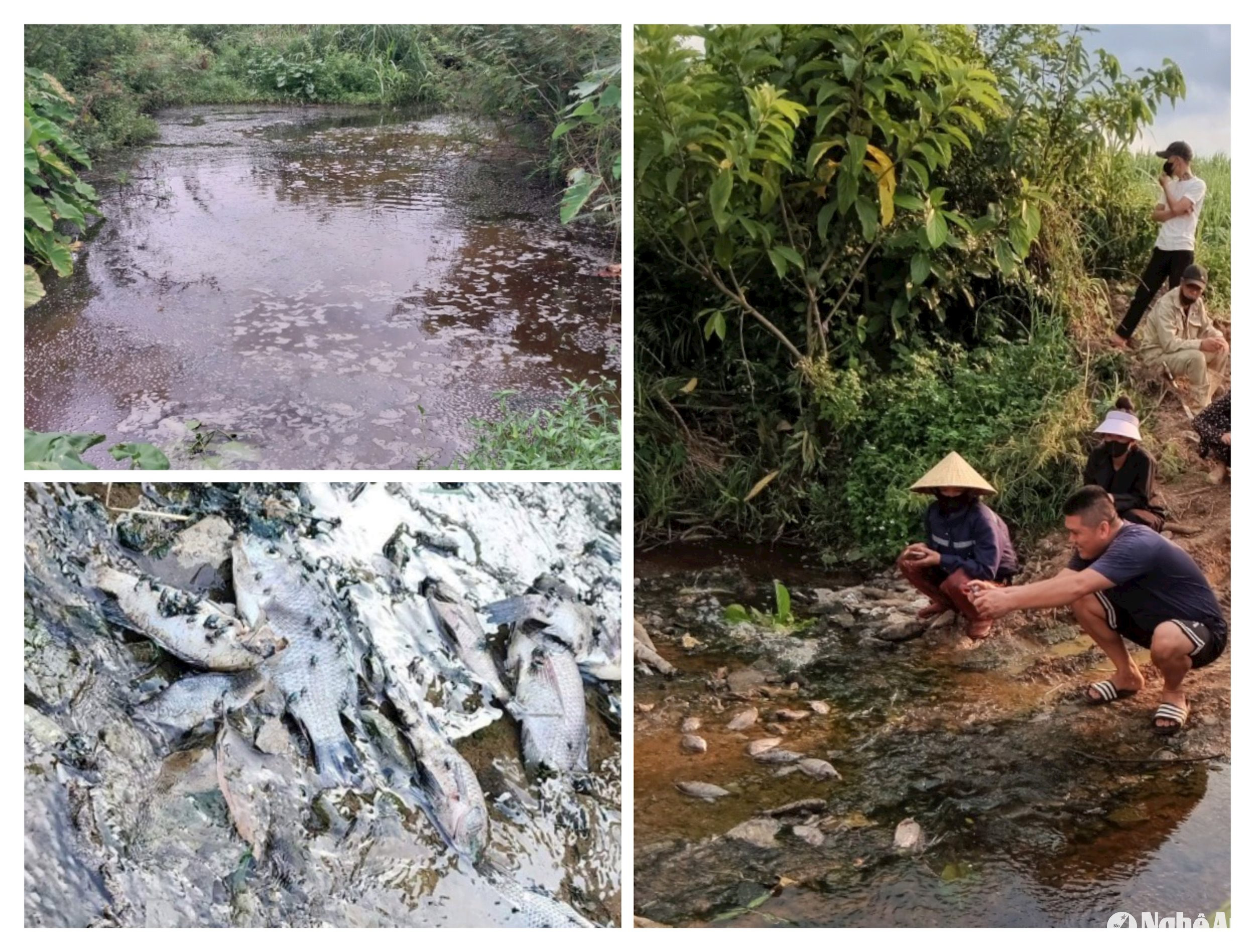 Cách đây ít ngày, nước trên khe Sào bốc mùi hôi thối nồng nặc khiến cho cá chết nổi đầy, khiến cho người dân làng Lâm Sinh hết sức bức xúc. Ảnh: CSCC