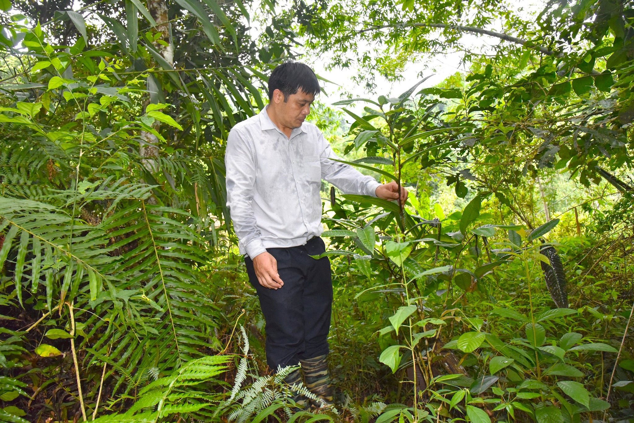 Ông Hà Minh Tuấn giới thiệu cây chè hoa vàng nhân giống tại vườn nhà. Ảnh: Hoài Thu