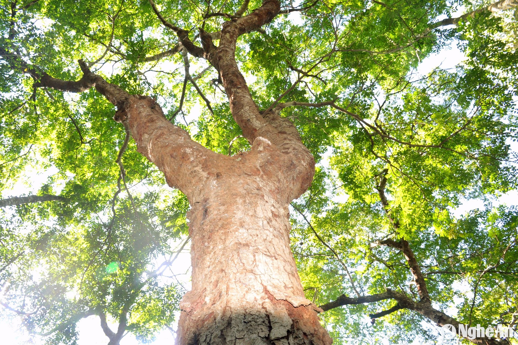 Trong số hàng nghìn cây lim, có những 