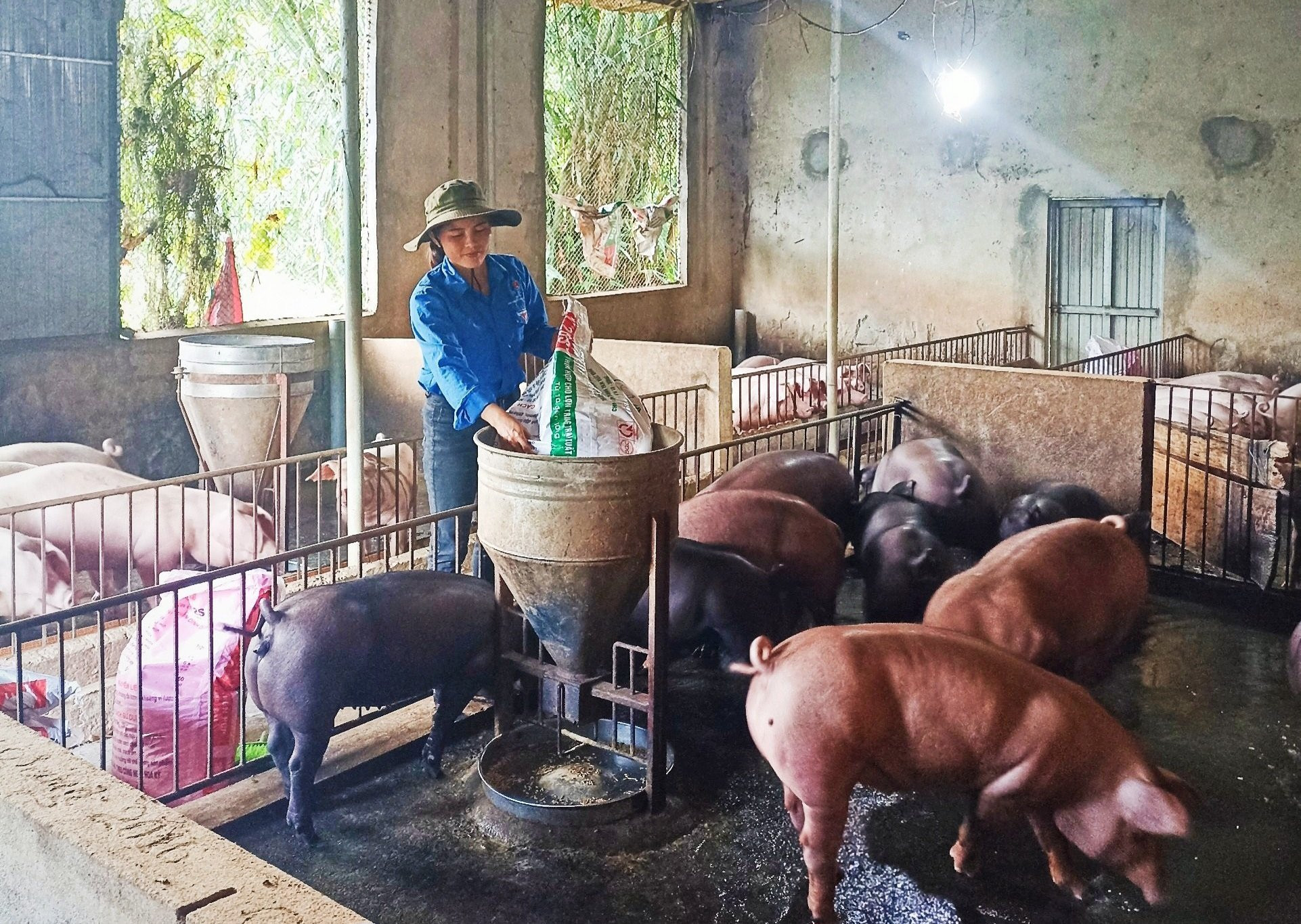 Mô hình chăn nuôi lợn tại Đội Thanh niên xung phong số 1 tại xã Thanh Thủy, huyện Thanh Chương - trụ sở của Tổng đội Thanh niên xung phong 5 Nghệ An cũ. Ảnh: Thanh Quỳnh