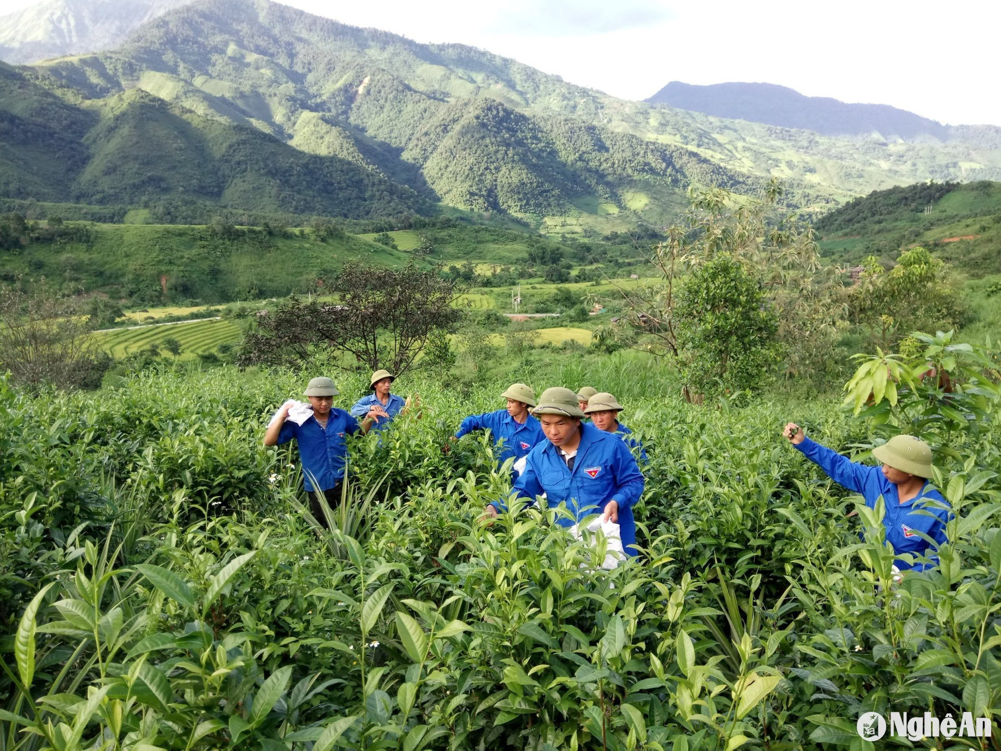 Các tổng đội đã xây dựng thành công thương hiệu chè Tuyết Shan tại Nghệ An. Ảnh Thanh Quỳnh