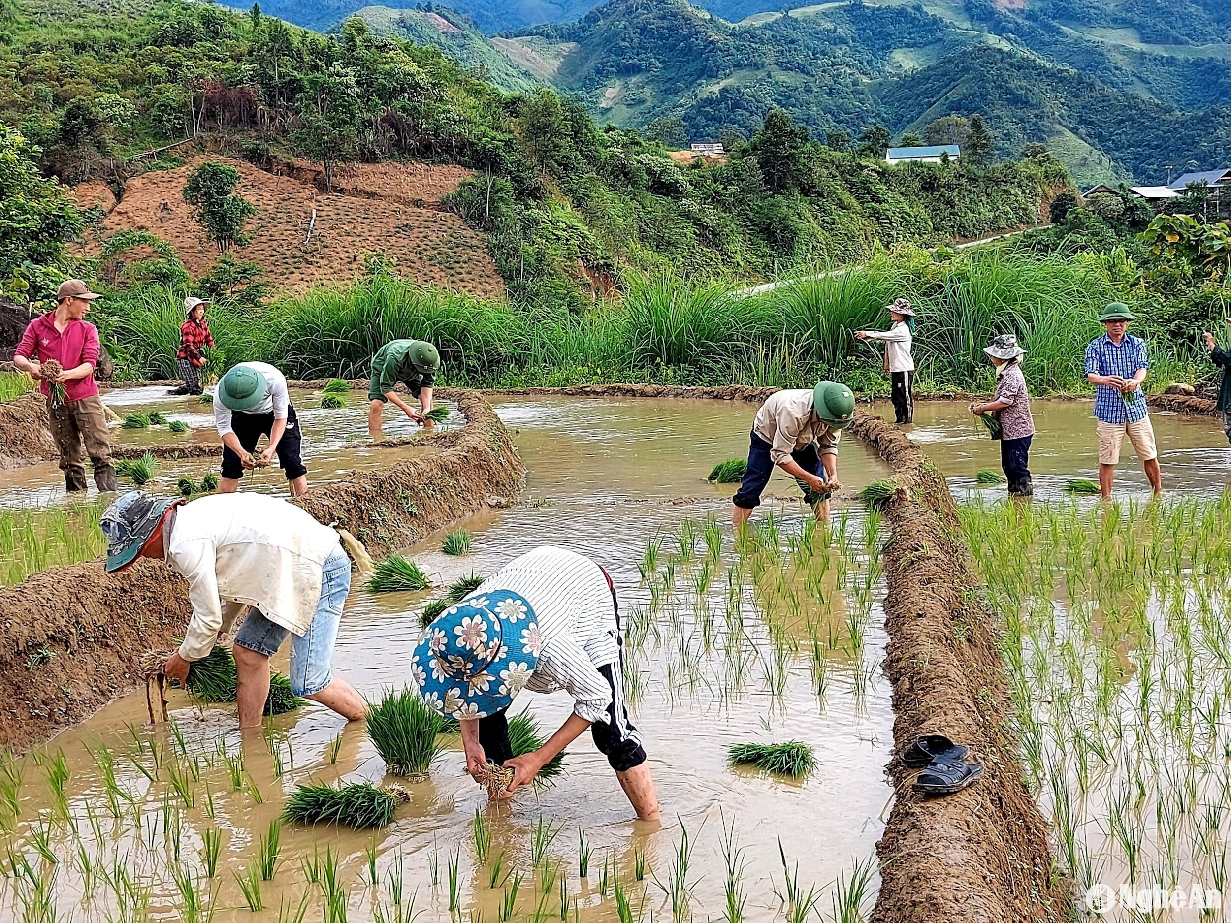 Lực lượng Thanh niên xung phong ở Kỳ Sơn hỗ trợ người dân trồng lúa nước. Ảnh NVCC