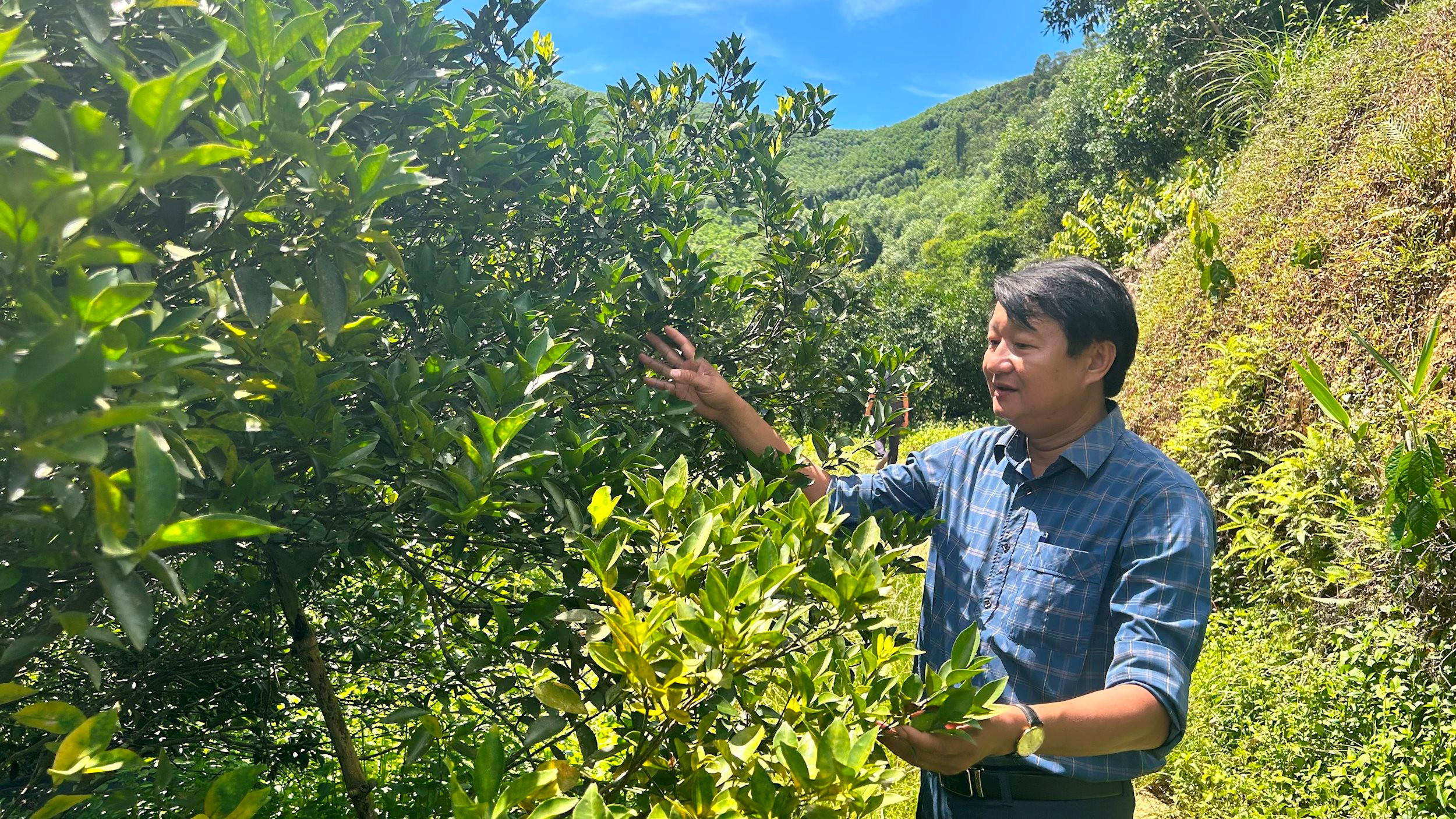 Lãnh đạo Trung tâm Dịch vụ nông nghiệp huyện Anh Sơn kiểm tra cam đầu dòng. Ảnh: Trân Châu