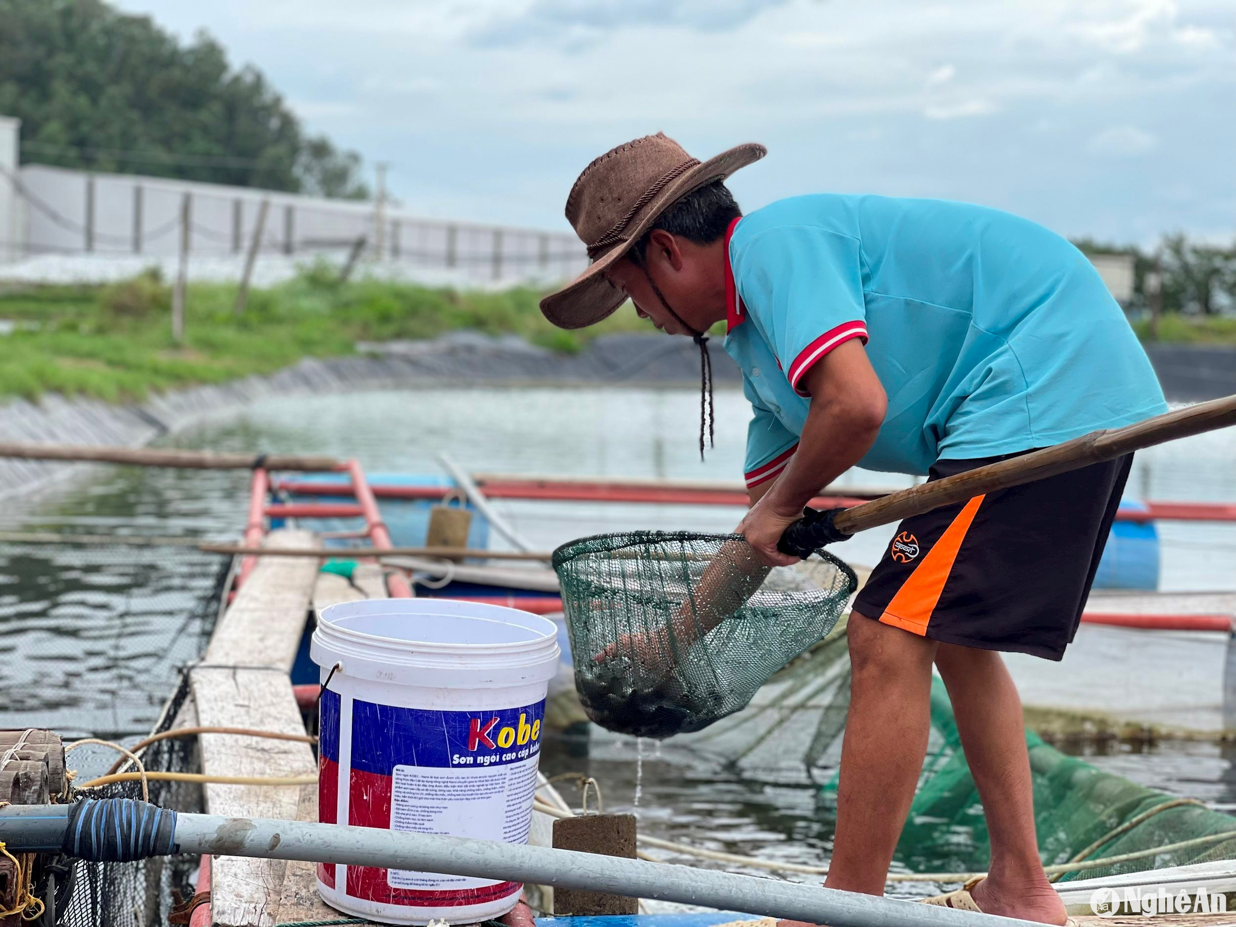 San thưa để giảm mật độ nuôi cũng được nhiều hộ nuôi cá chẽm, cá vược, cá mú áp dụng… Ảnh: Thanh Phúc