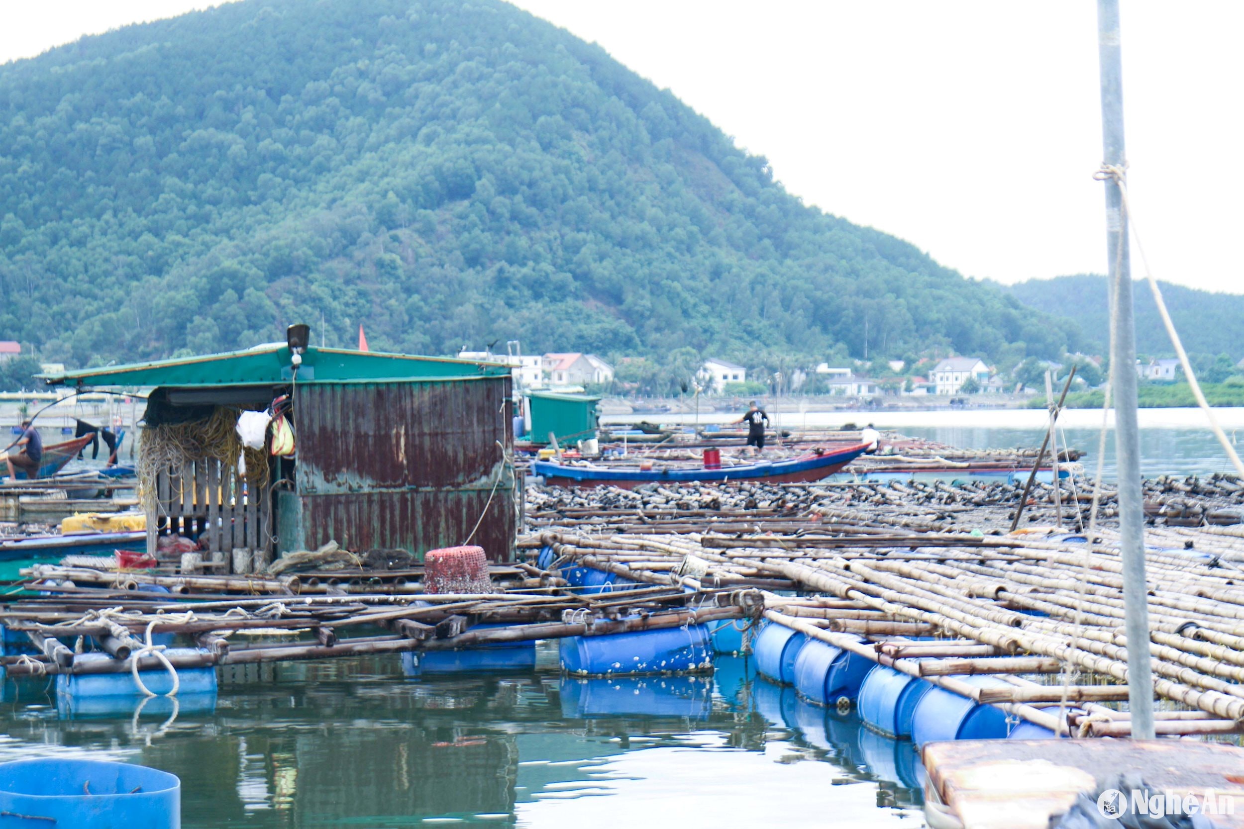 Trước mùa mưa bão năm nay, các hộ nuôi cá lồng bè ở Nghi Tiến, Nghi Thiết, Nghi Quang (Nghi Lộc), Nghi Thuỷ, Nghi Tân (thị xã Cửa Lò) cũng đã có các phương án đề phòng thiệt hại do mưa bão gây ra. Các bè nuôi được di chuyển neo đậu ở nơi kín gió, gần bờ; lồng bè được gia cố, chằng néo chắc chắn; lắp thêm phao nổi để nước dâng lên đến đâu thì lồng bè nổi lên đến đó… Ảnh: Thanh Phúc