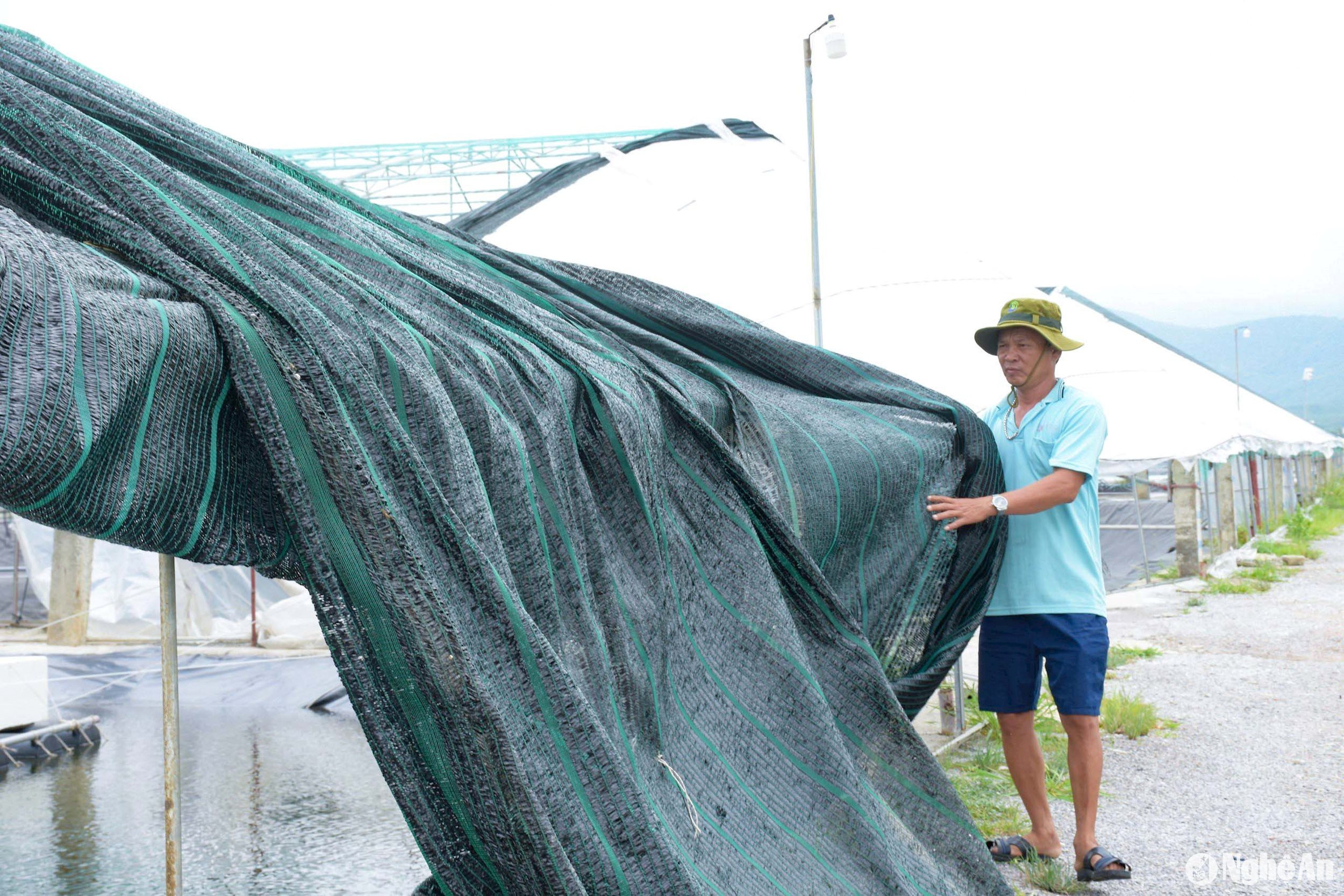 Do đó, các hộ nuôi phải mua lưới, màng che mới thay thế kịp thời. Ảnh: Thanh Phúc