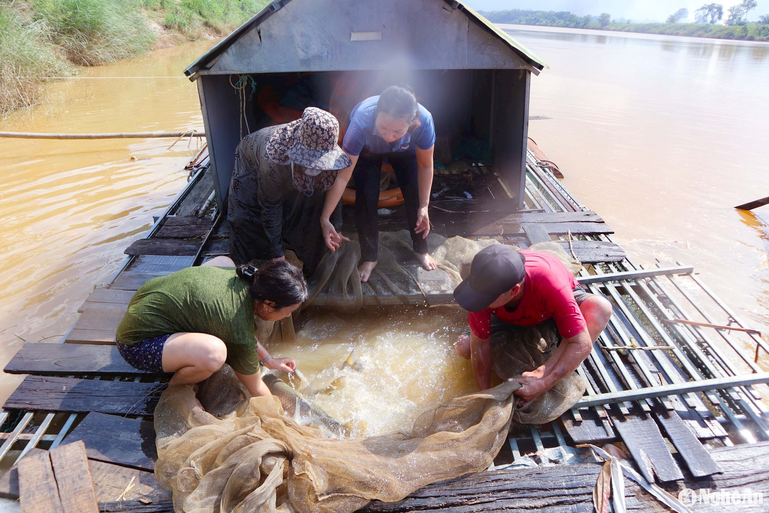 Theo khuyến cáo của cơ quan chuyên môn, các hộ nuôi cá lồng bè trên sông, lòng hồ, biển… thu hoạch trước những lồng nuôi đã đạt trọng lượng để hạn chế thấp nhất thiệt hại gây ra. Ảnh: Thanh Phúc