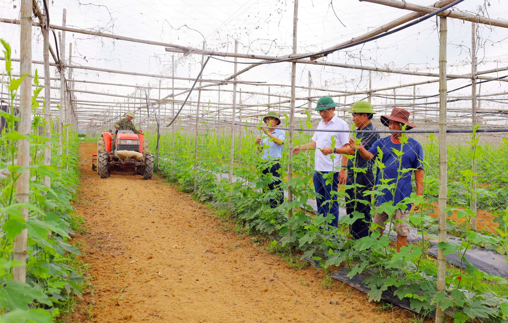 Sản xuất ứng dụng công nghệ cao tại Hợp tác xã sản xuất, cung ứng và tiêu thụ nông sản sạch Thành Vinh. Ảnh: Phú Hương