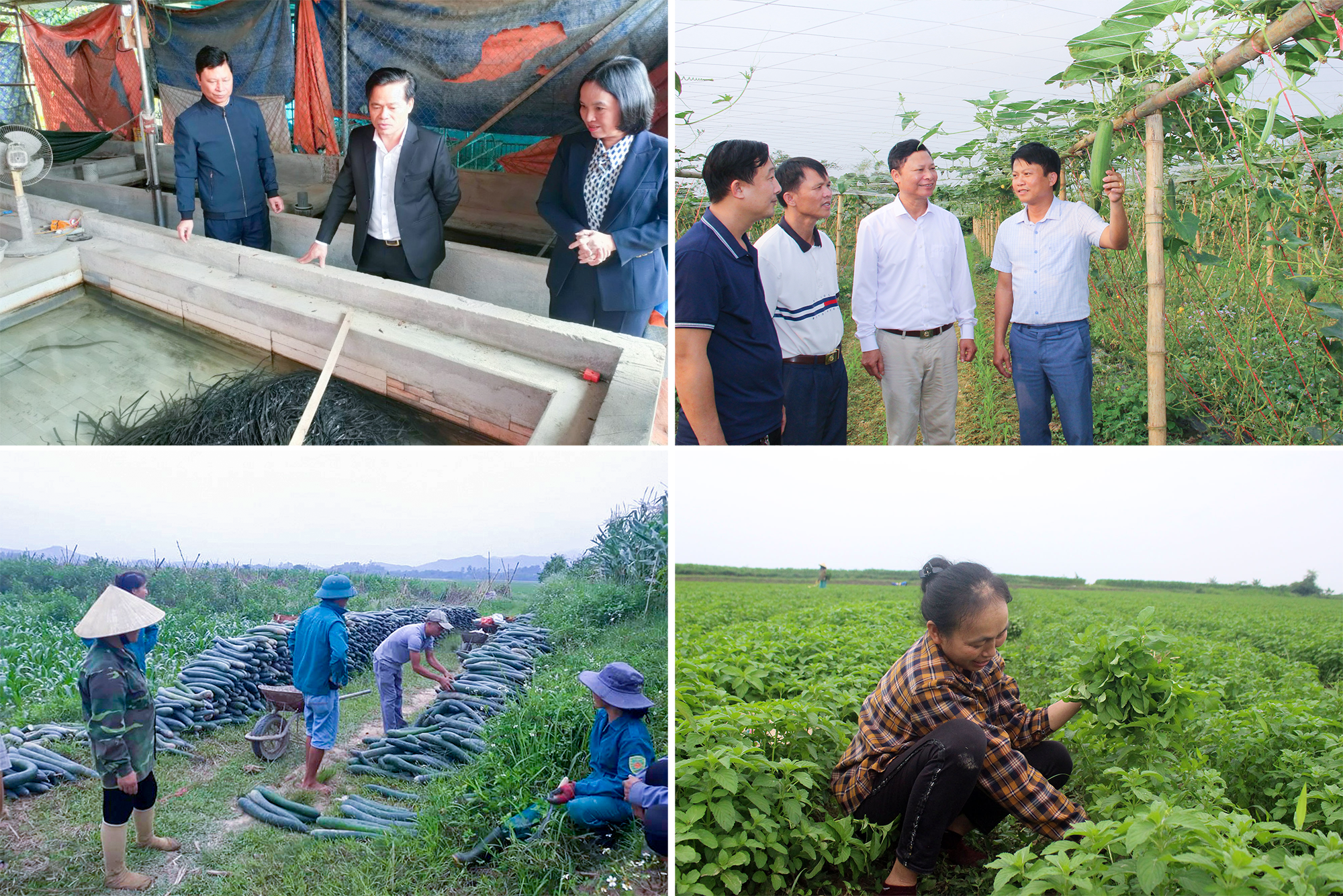 Xã Thanh Tiên phát triển các mô hình kinh tế, đem lại hiệu quả cao. Ảnh: Mai Hoa - Phú Hương