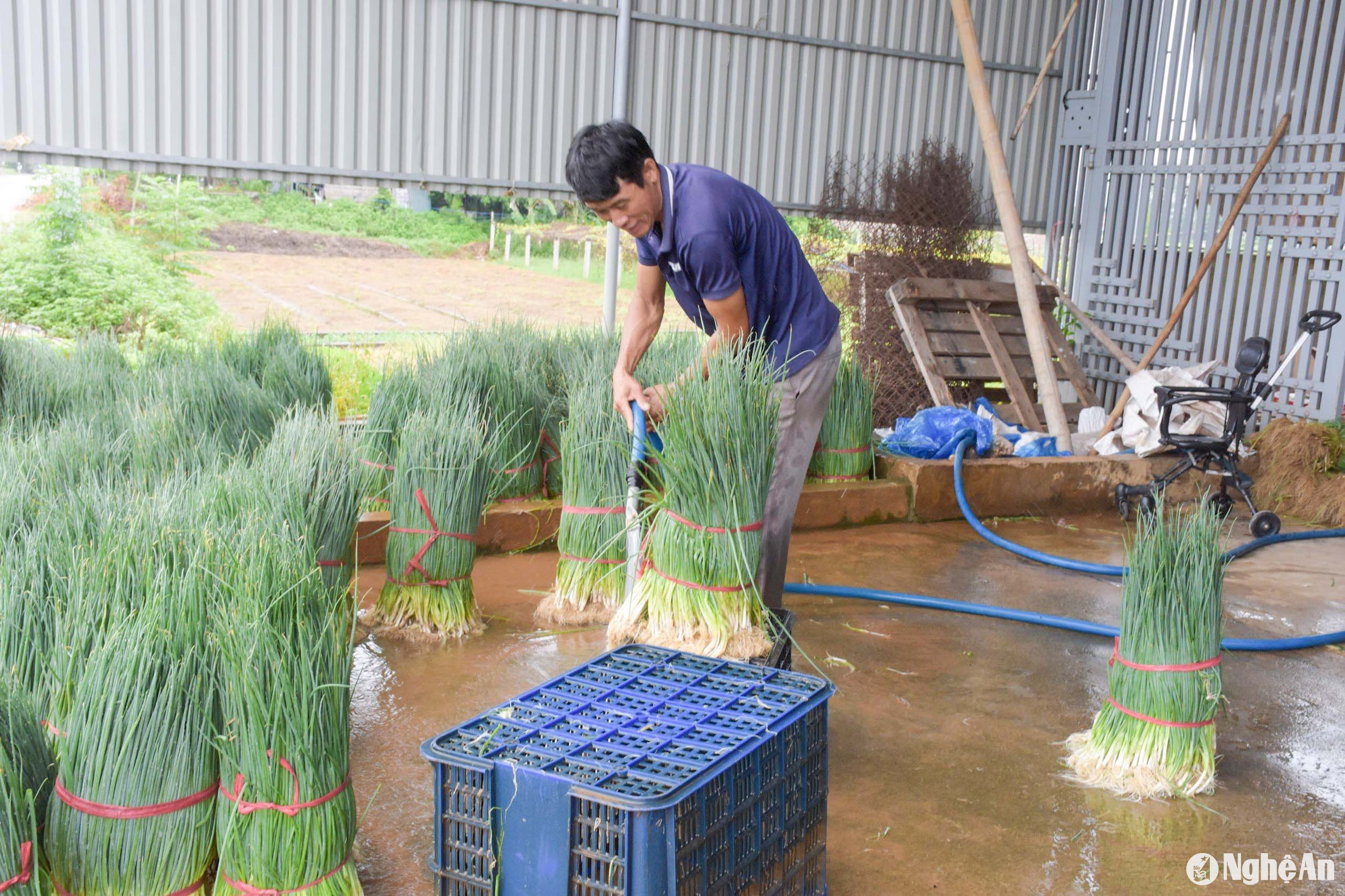  Thương lái tăng thu mua hành lá cho bà con trước thời điểm mưa lớn. Ảnh: T.P